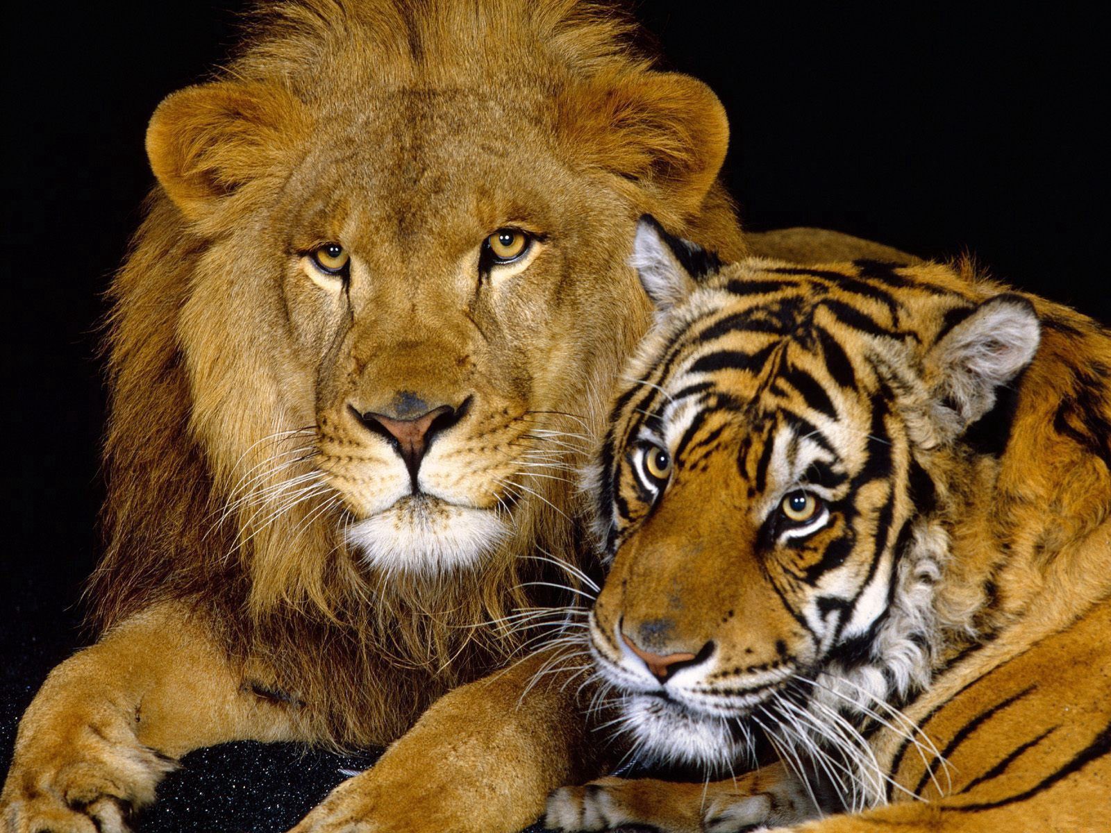 102407 скачать обои тигр, хищники, животные, пара, лежать, лев, большая кошка - заставки и картинки бесплатно
