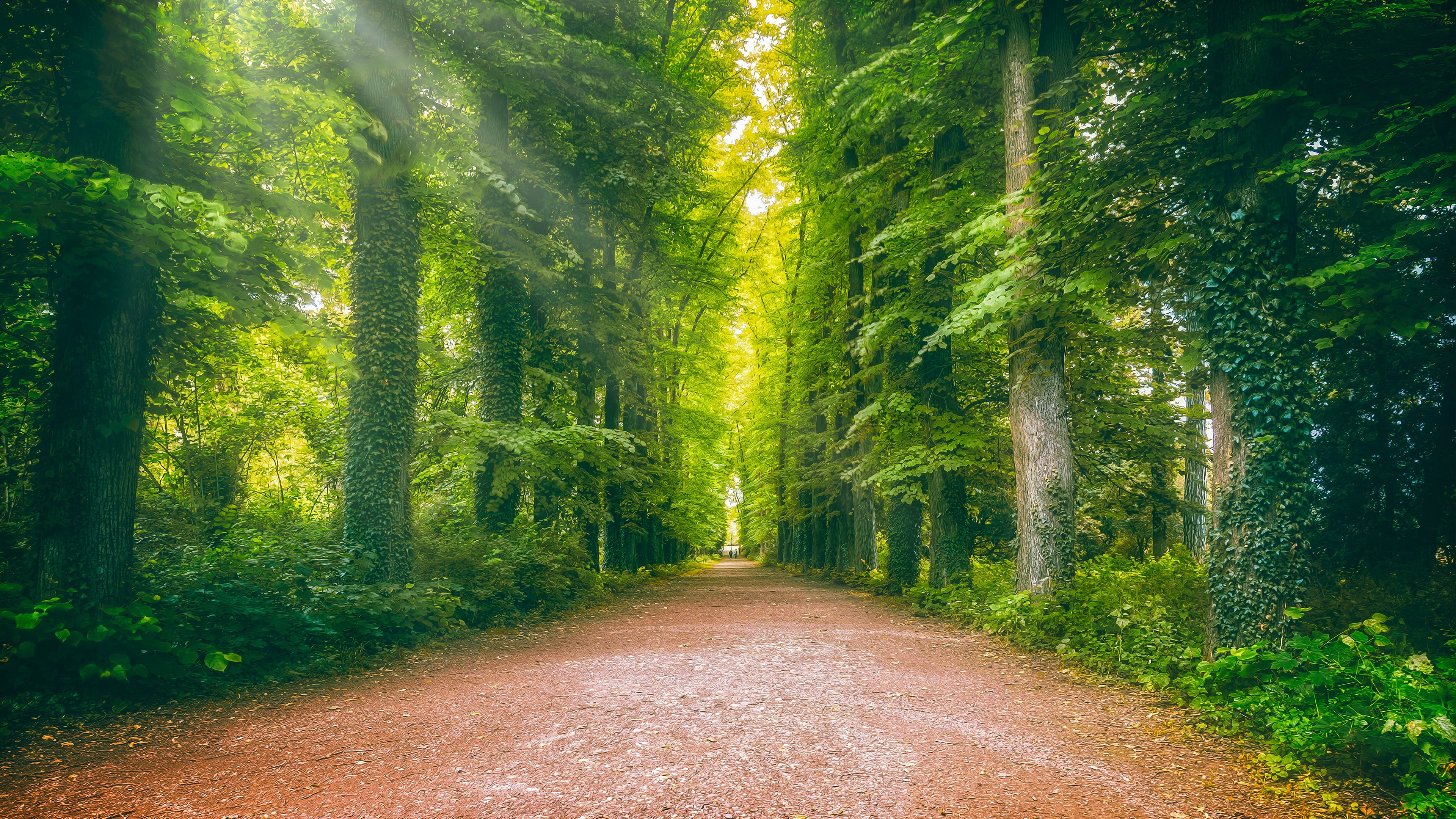 man made, road, forest, greenery, ivy, trunk Smartphone Background