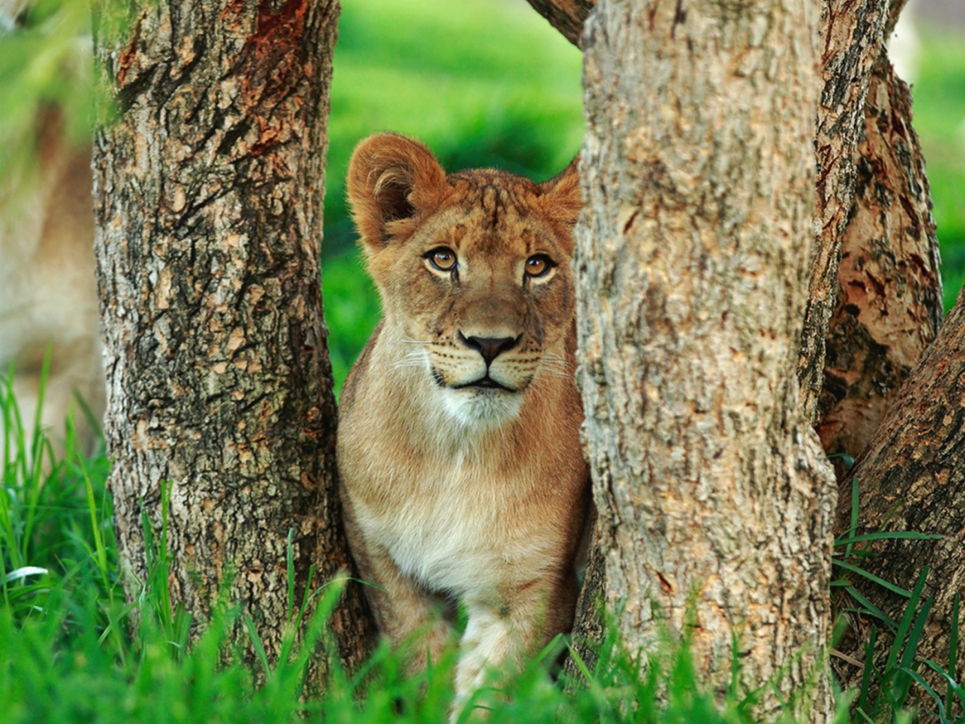 36214 descargar fondo de pantalla leones, animales: protectores de pantalla e imágenes gratis