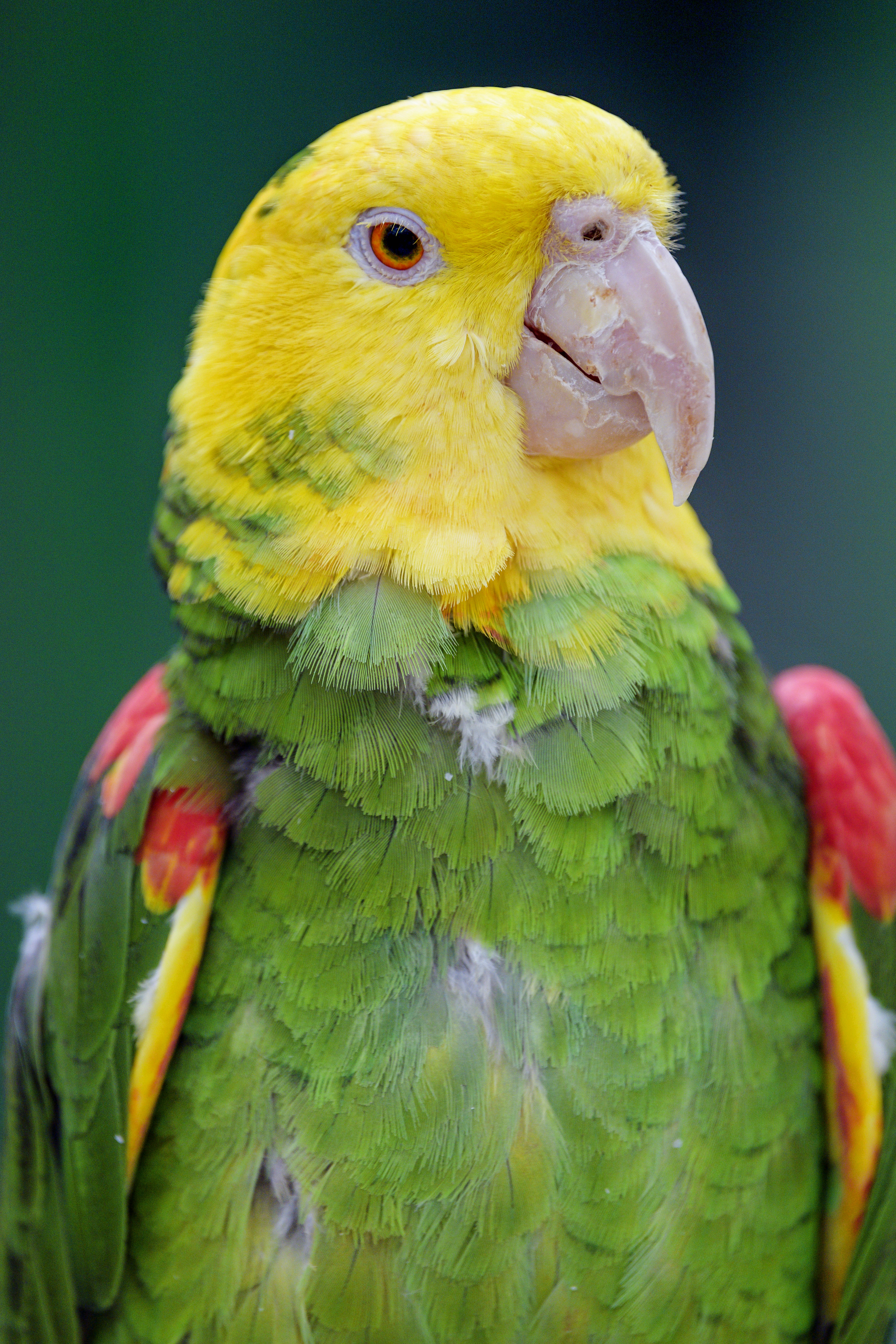 Wallpaper for mobile devices bird, animals, yellow-headed parrot, bright