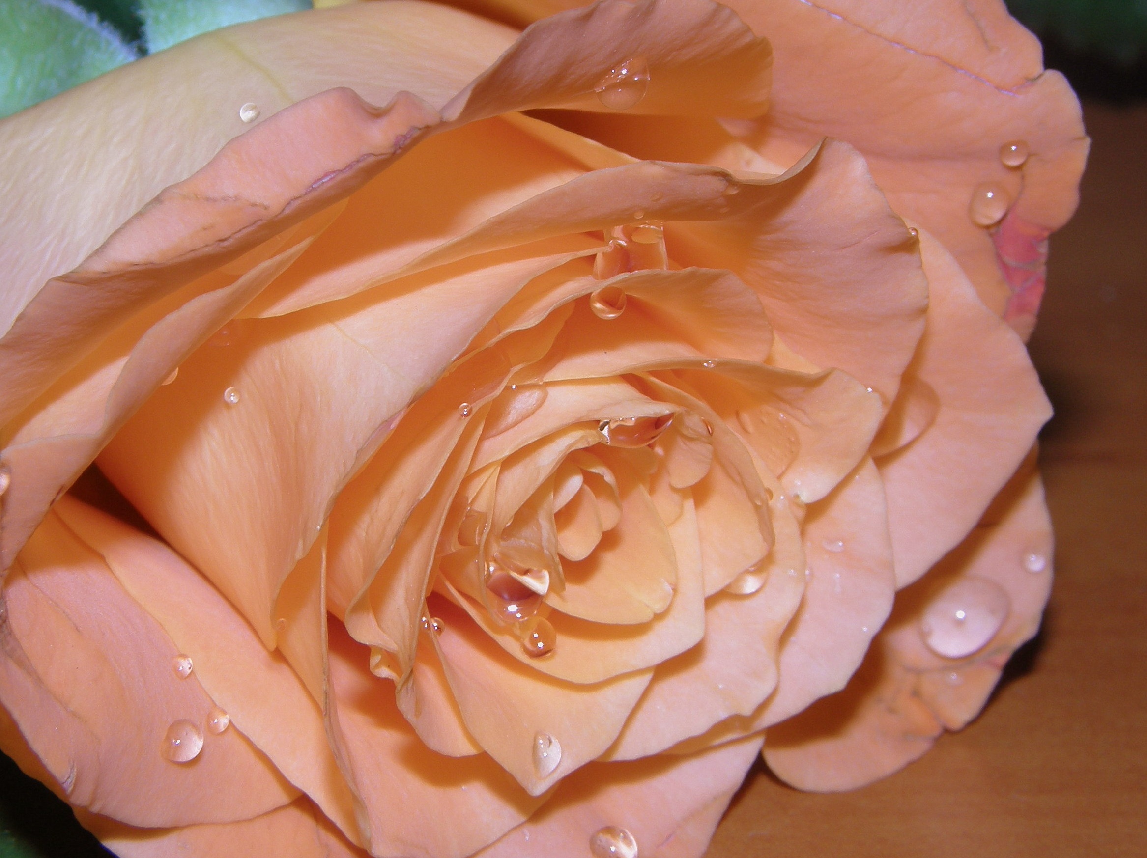 drops, macro, rose flower, rose, petals, bud Full HD