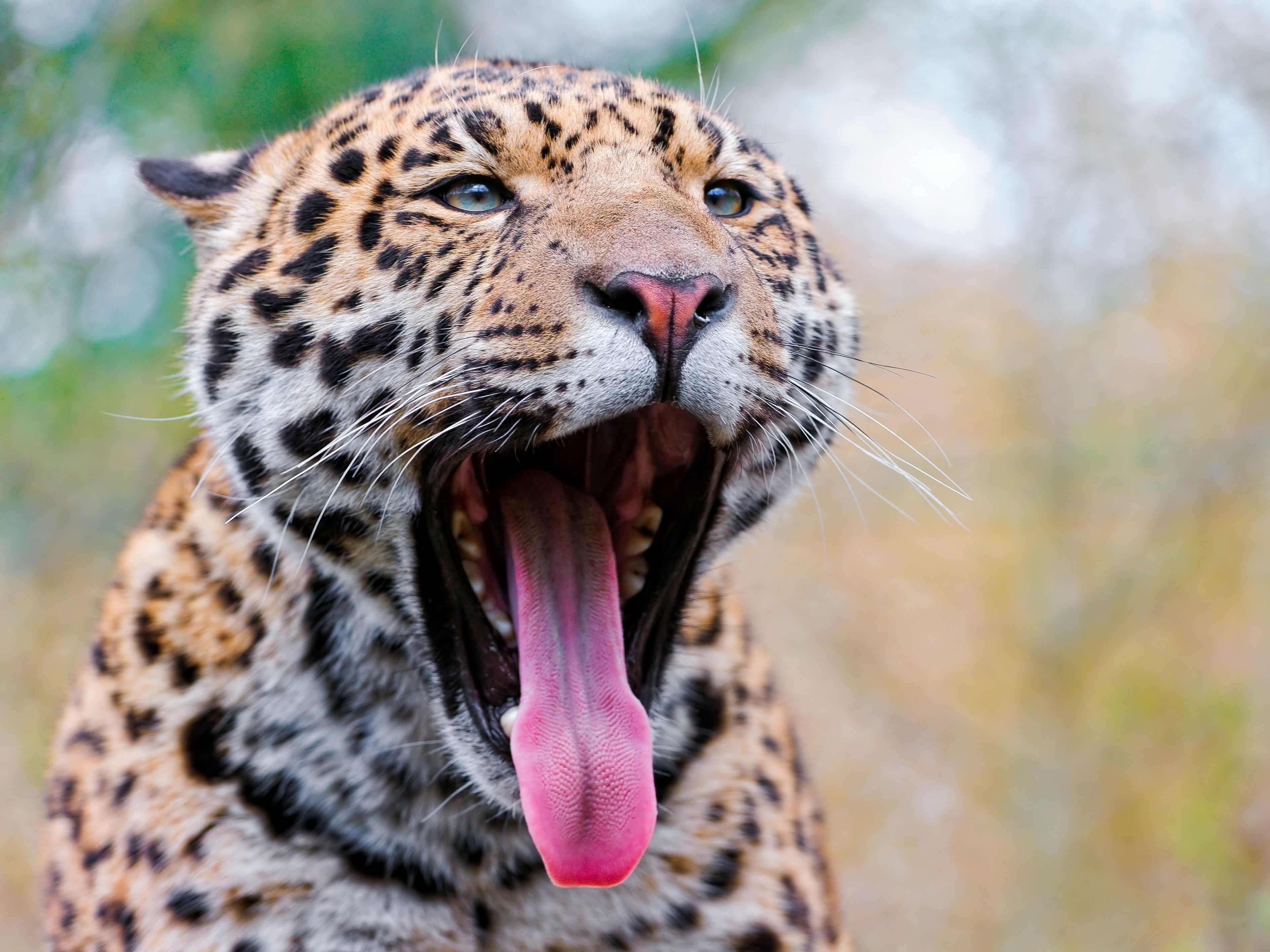 63242 Hintergrundbild herunterladen tiere, jaguar, grinsen, grin, schnauze, fallen, große katze, big cat, mund, sprache, zunge - Bildschirmschoner und Bilder kostenlos