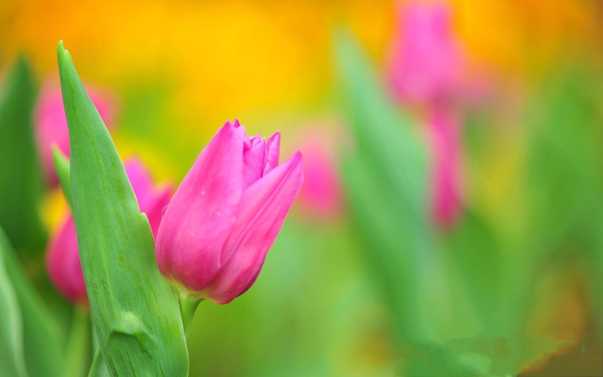 93675 Bildschirmschoner und Hintergrundbilder Tulpen auf Ihrem Telefon. Laden Sie grüne, blumen, nahansicht, grünen Bilder kostenlos herunter