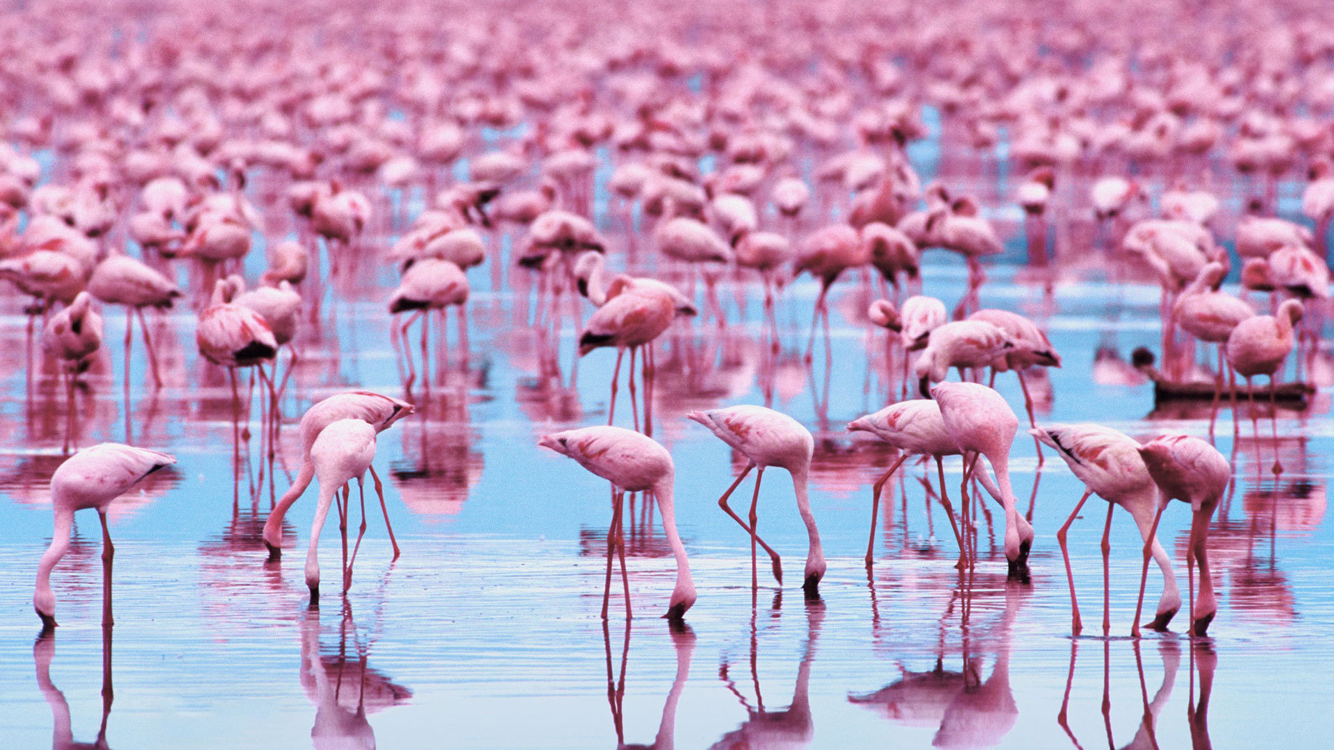 Handy-Wallpaper Tiere, Vögel, Flamingo kostenlos herunterladen.