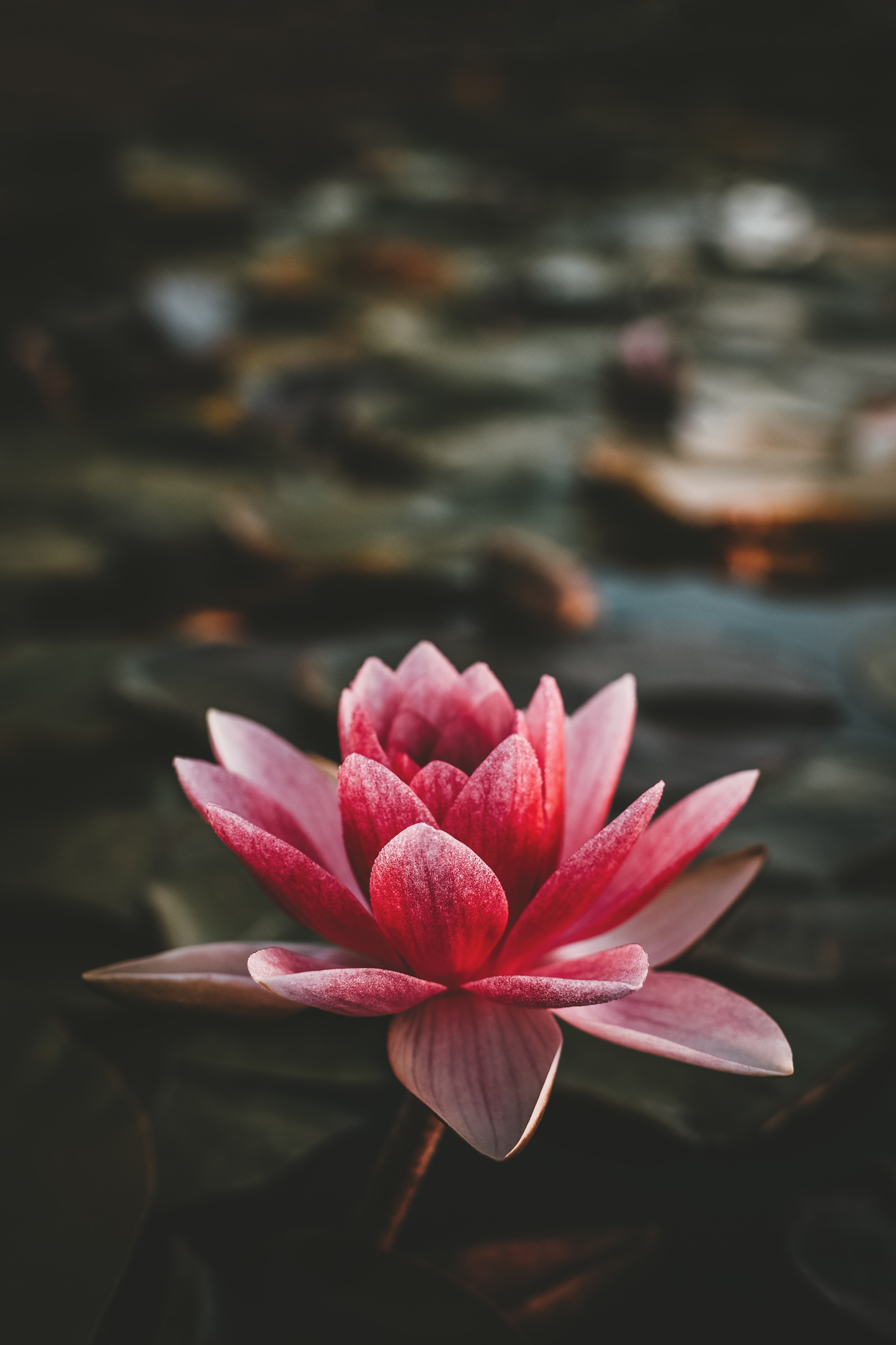 75015 Bildschirmschoner und Hintergrundbilder Lotus auf Ihrem Telefon. Laden Sie blumen, rosa, lotus, blütenblätter, unschärfe, glatt, blühen, blühenden, nusslotus, lotus-mutternlager Bilder kostenlos herunter