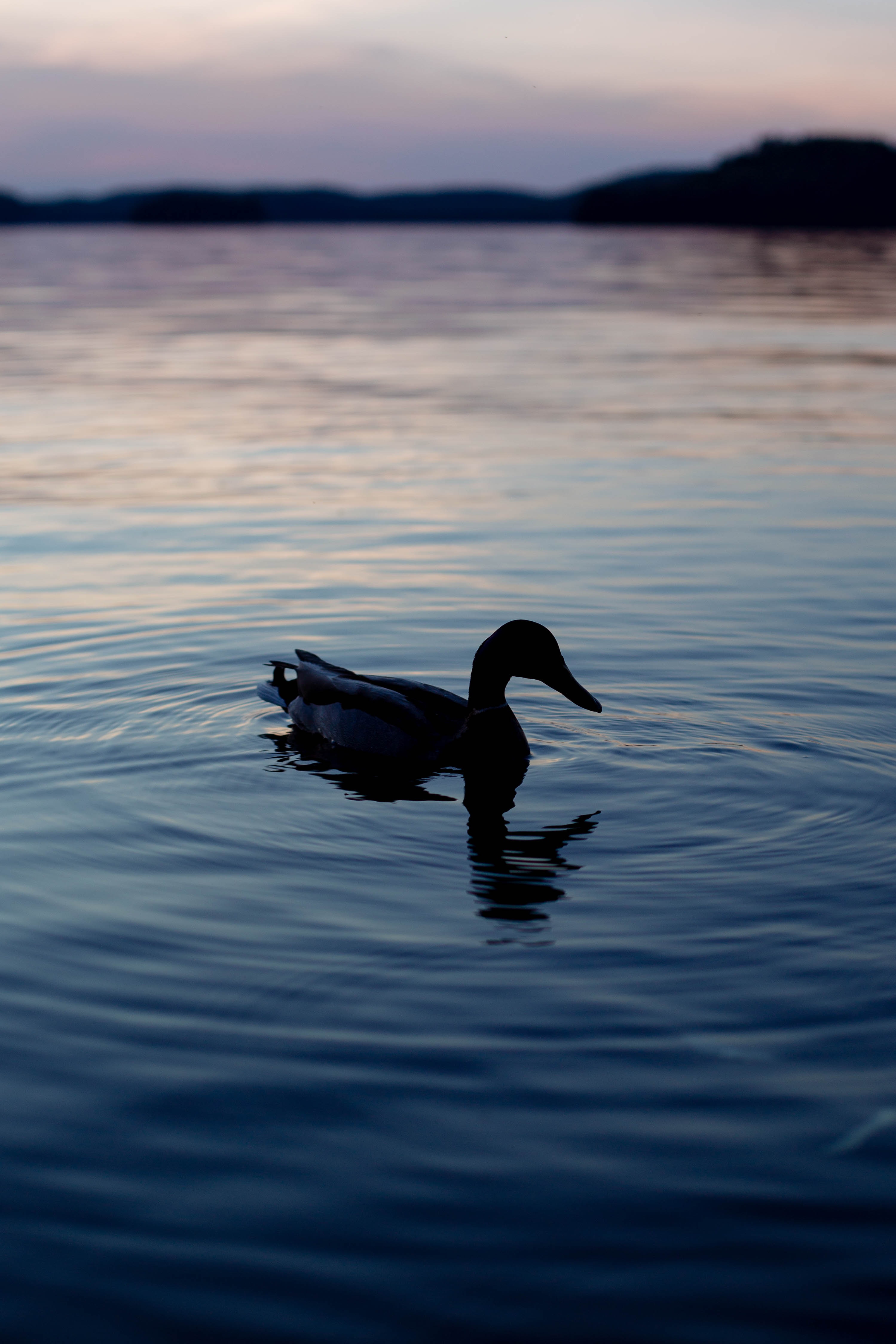 duck, dark, lake, silhouette collection of HD images