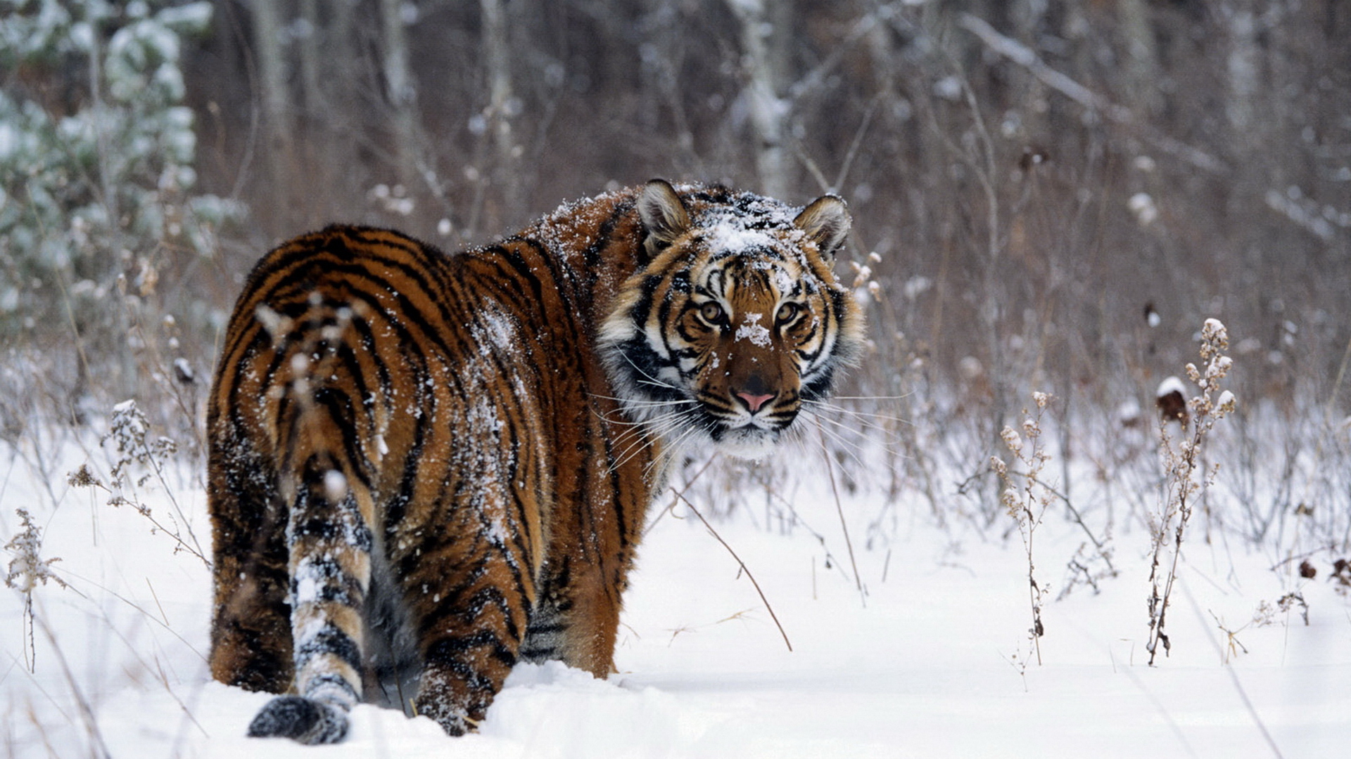 Download mobile wallpaper Snow, Winter, Cats, Animal, Tiger for free.