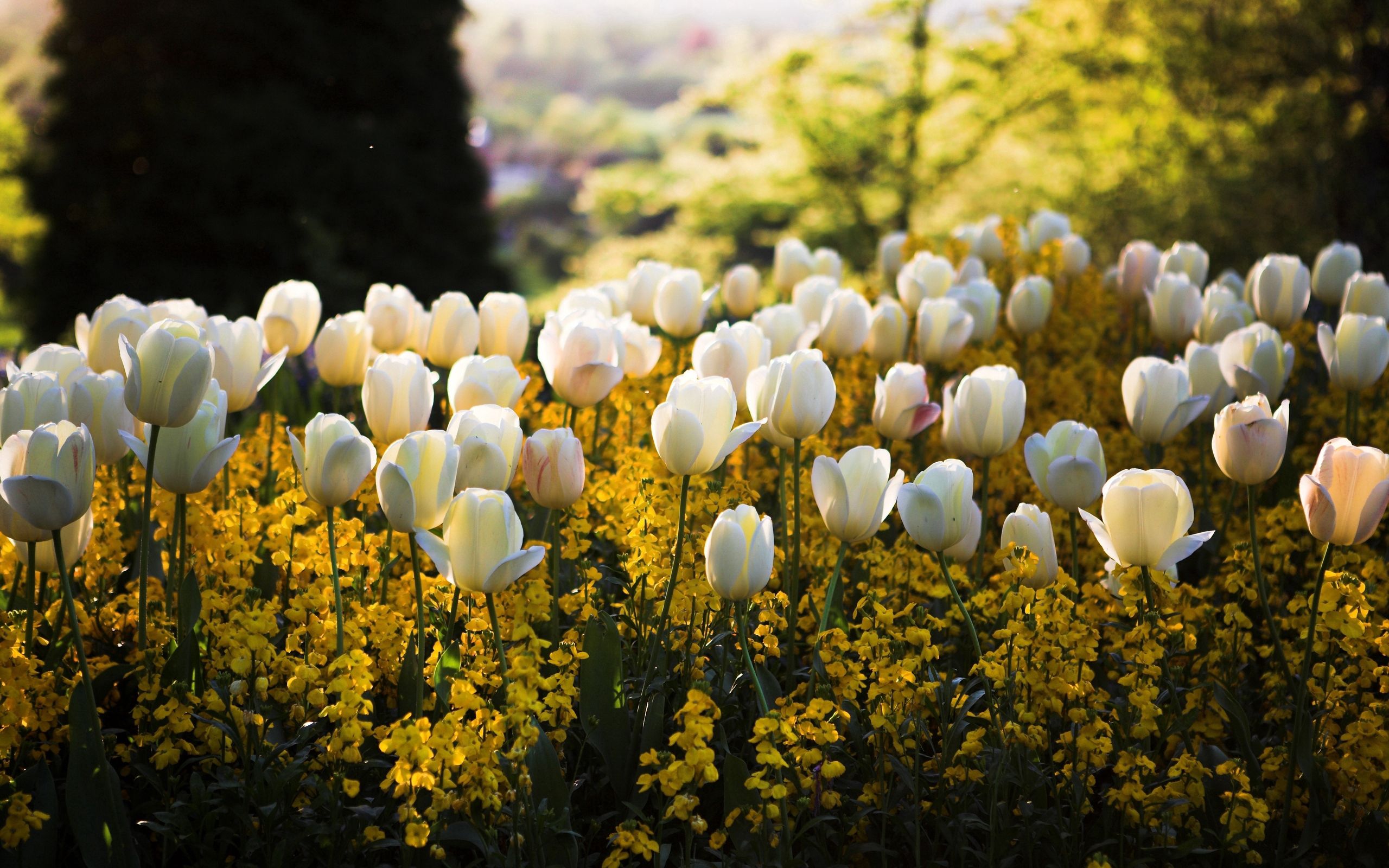 156173 Salvapantallas y fondos de pantalla Tulipanes en tu teléfono. Descarga imágenes de claro, tulipanes, naturaleza, flores, hierba, polyana gratis