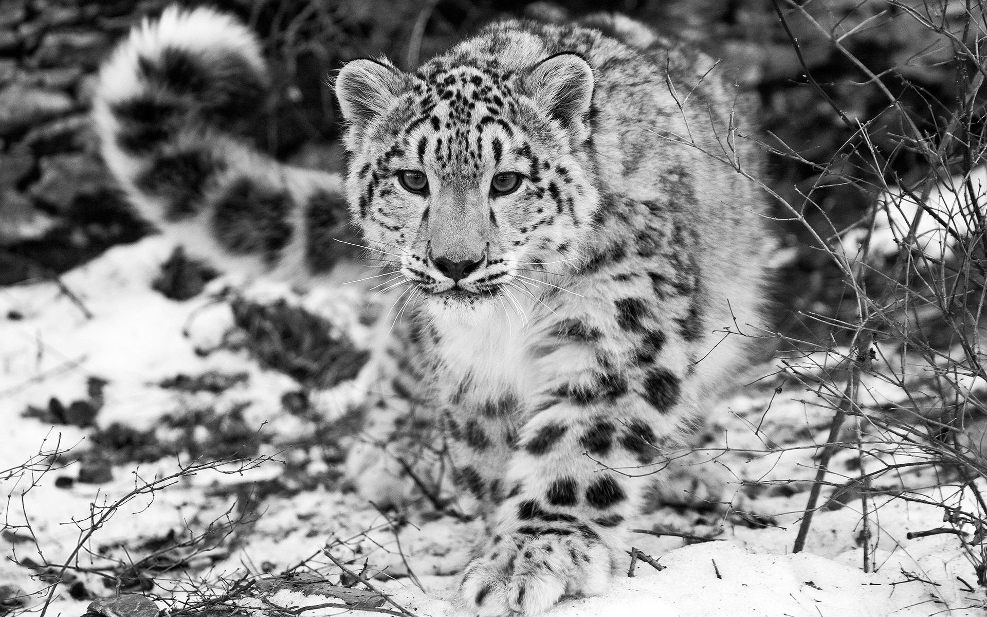 84548 download wallpaper snow leopard, animals, snow, bw, chb, hunting, hunt, mindfulness, attentiveness screensavers and pictures for free
