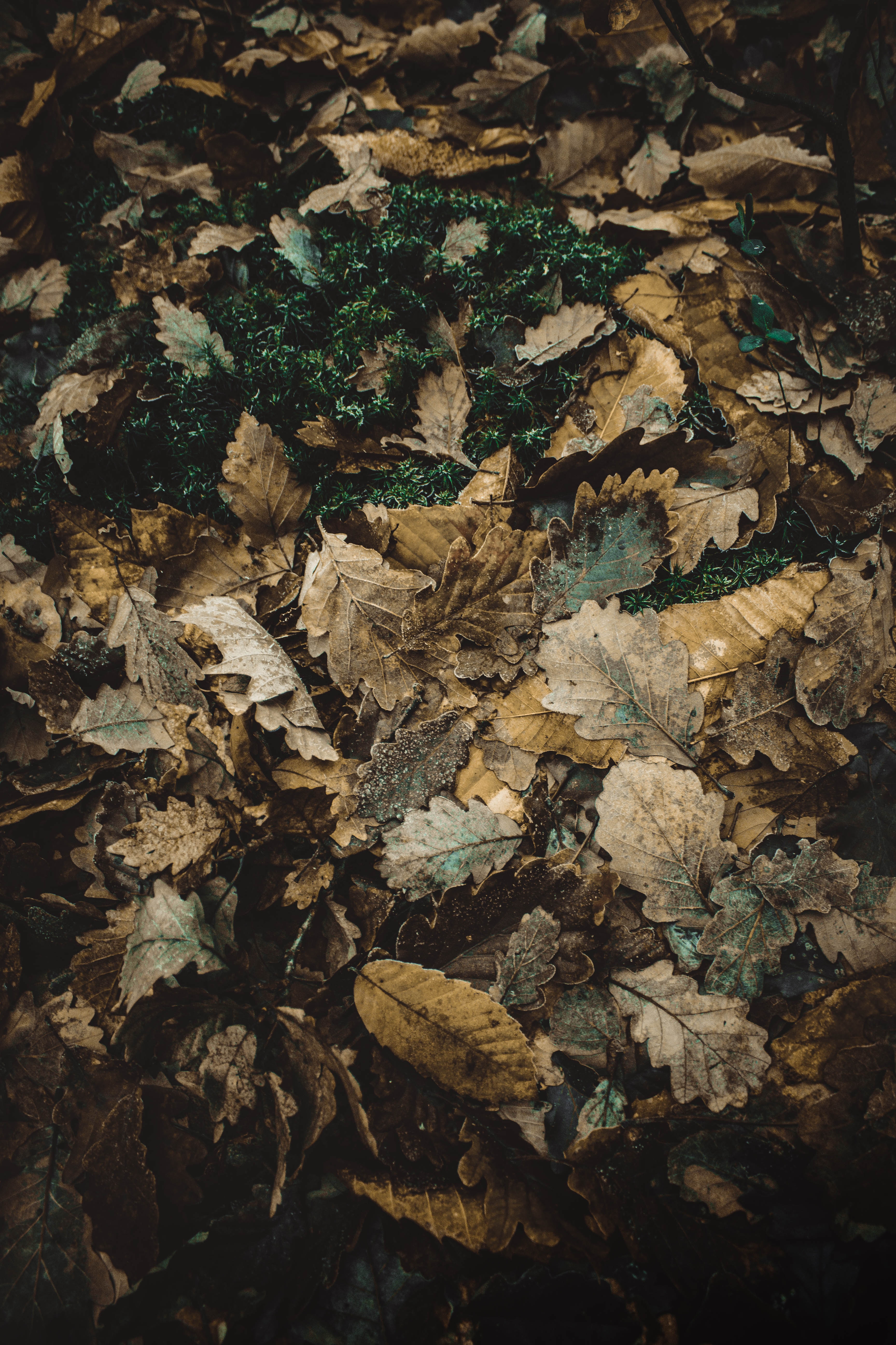 autumn, nature, foliage, oak, fallen cellphone