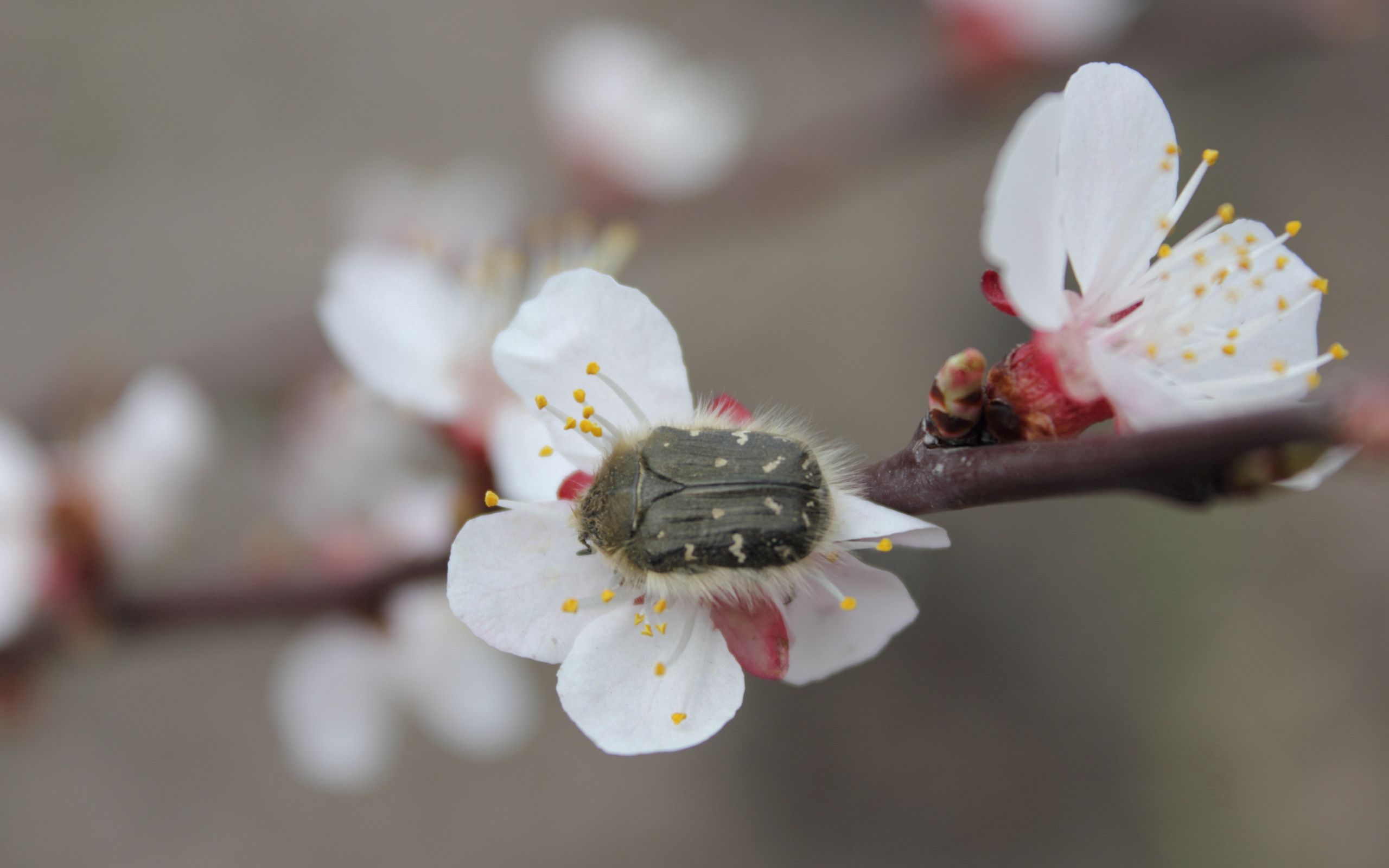 Widescreen image beetle, flower, bug, macro