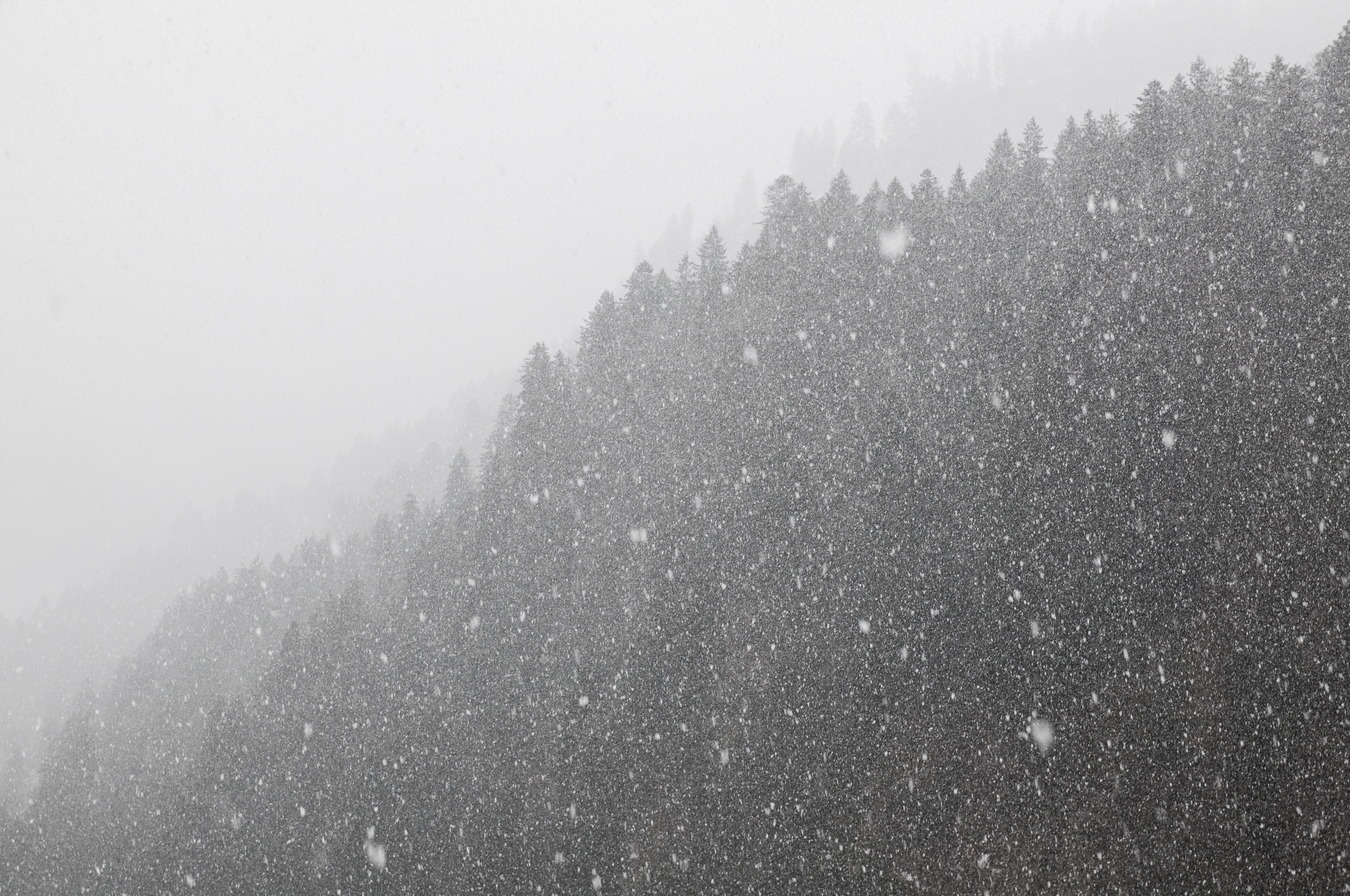 52664 Bild herunterladen winter, natur, schnee, wald, bw, chb, schneesturm - Hintergrundbilder und Bildschirmschoner kostenlos