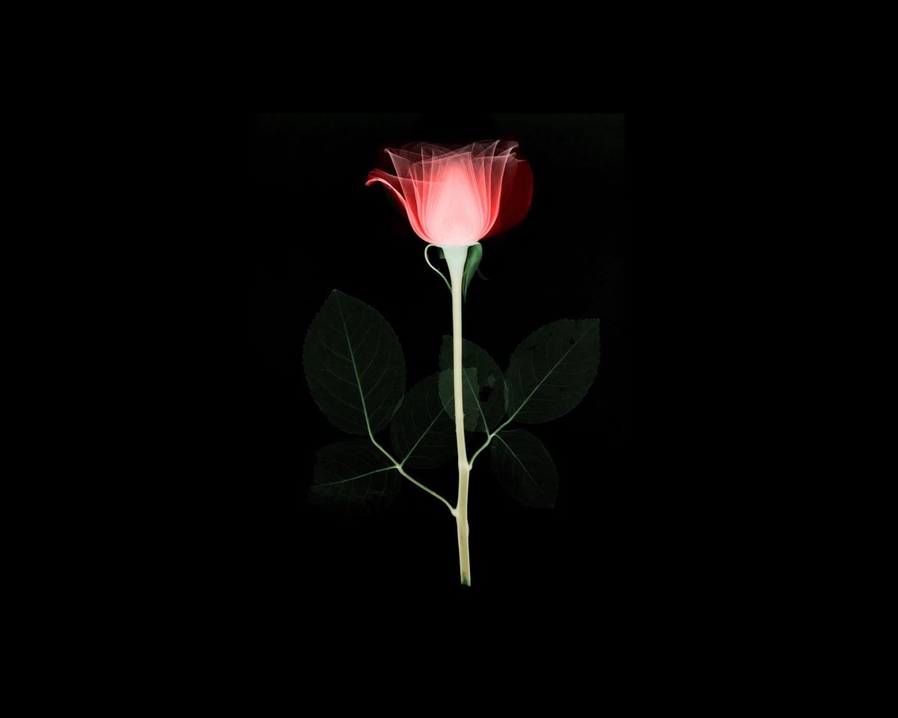1517700 Salvapantallas y fondos de pantalla Rosa en tu teléfono. Descarga imágenes de flor, artístico gratis