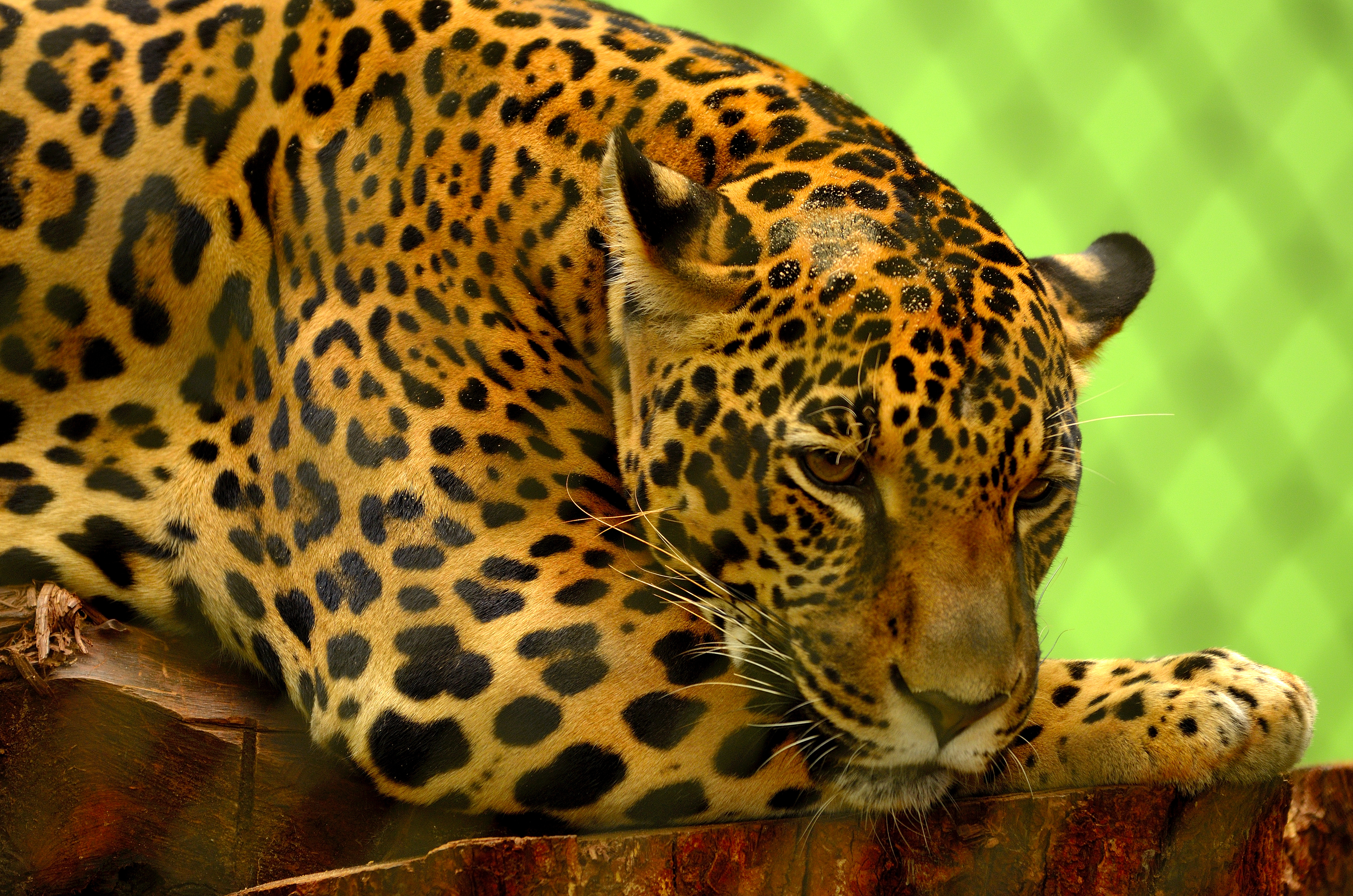 82228 Bild herunterladen tiere, jaguar, lügen, liegt, schnauze, raubtier, predator - Hintergrundbilder und Bildschirmschoner kostenlos