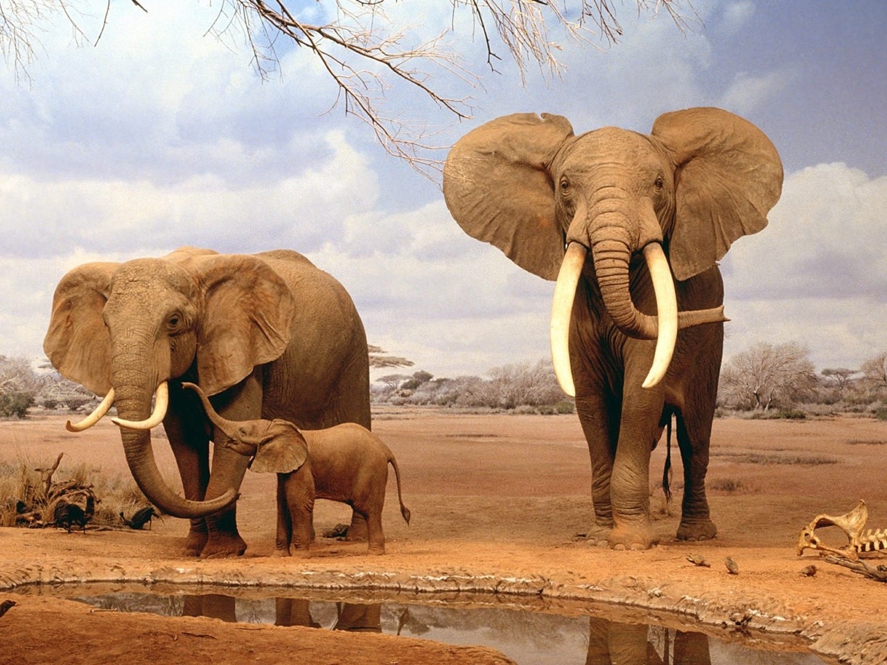 43796 Hintergrundbild herunterladen tiere, elephants, orange - Bildschirmschoner und Bilder kostenlos