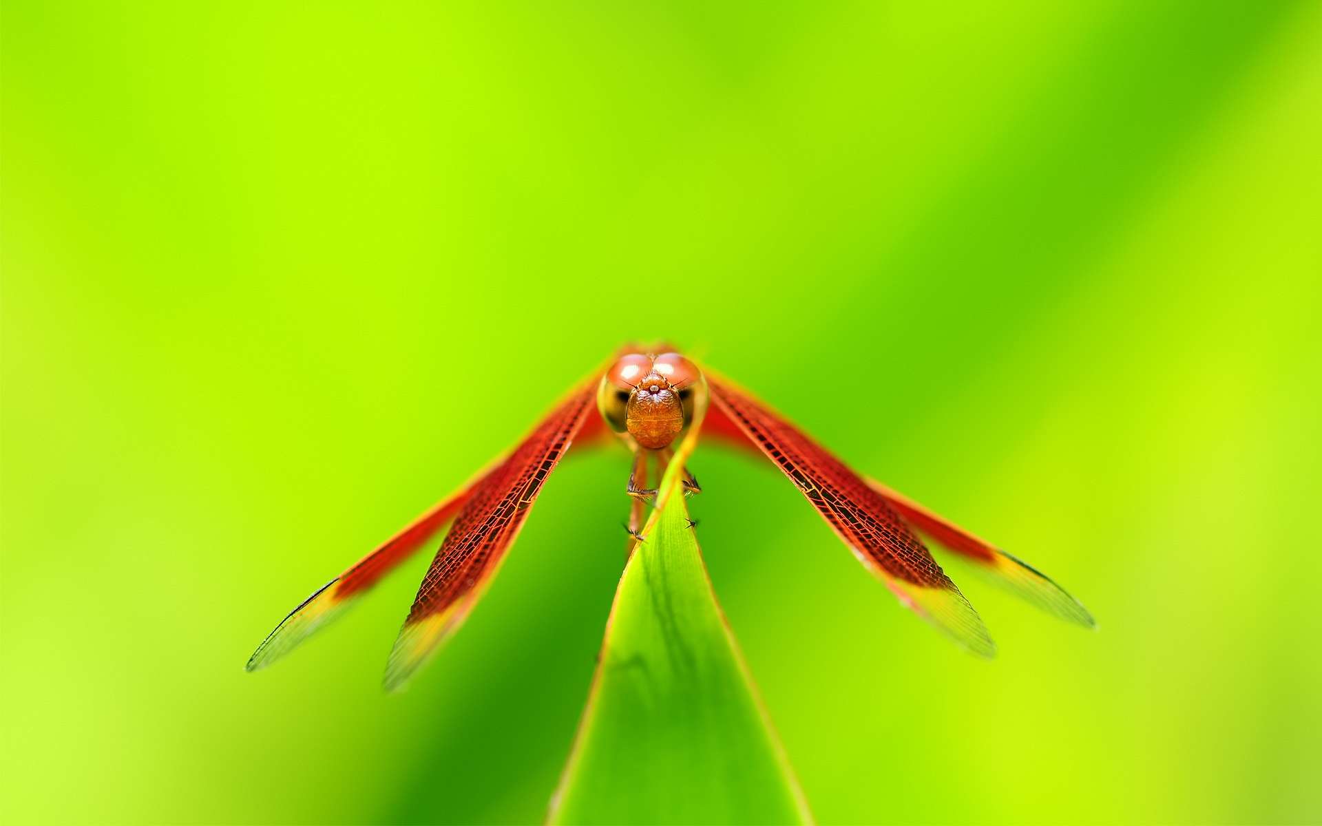 animal, dragonfly, insects mobile wallpaper
