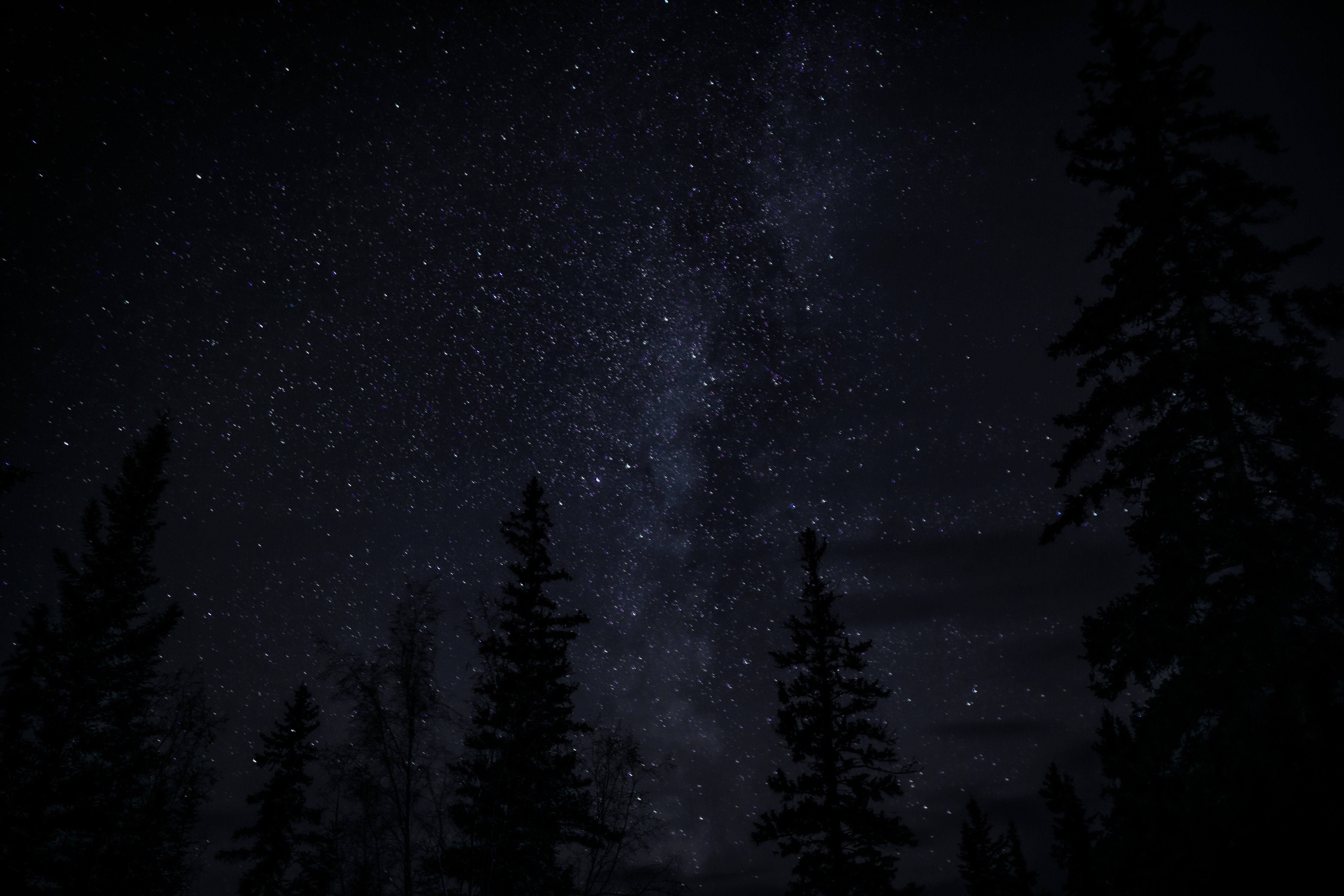 78322 Bild herunterladen bäume, übernachtung, dunkel, sternenhimmel, dunkelheit - Hintergrundbilder und Bildschirmschoner kostenlos