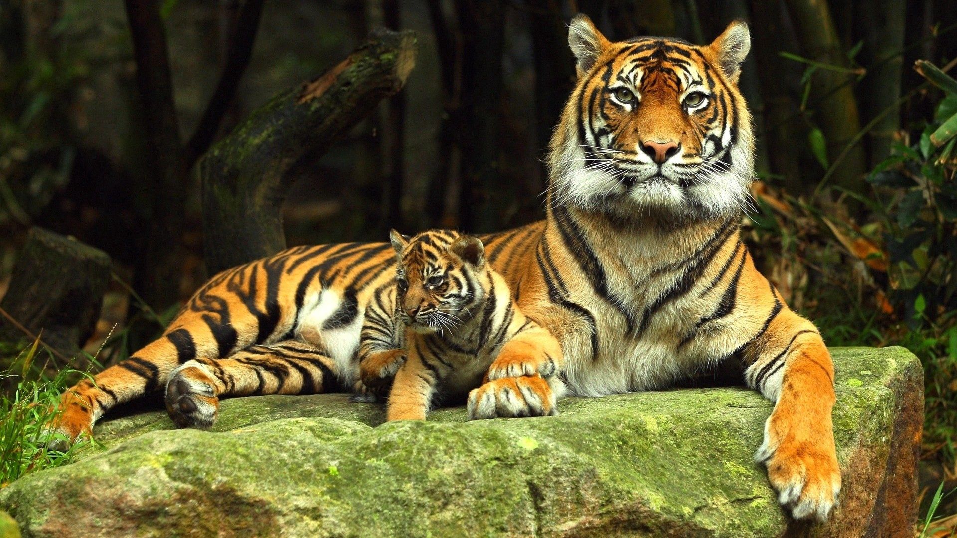 Популярные картинки Тигр в HD качестве