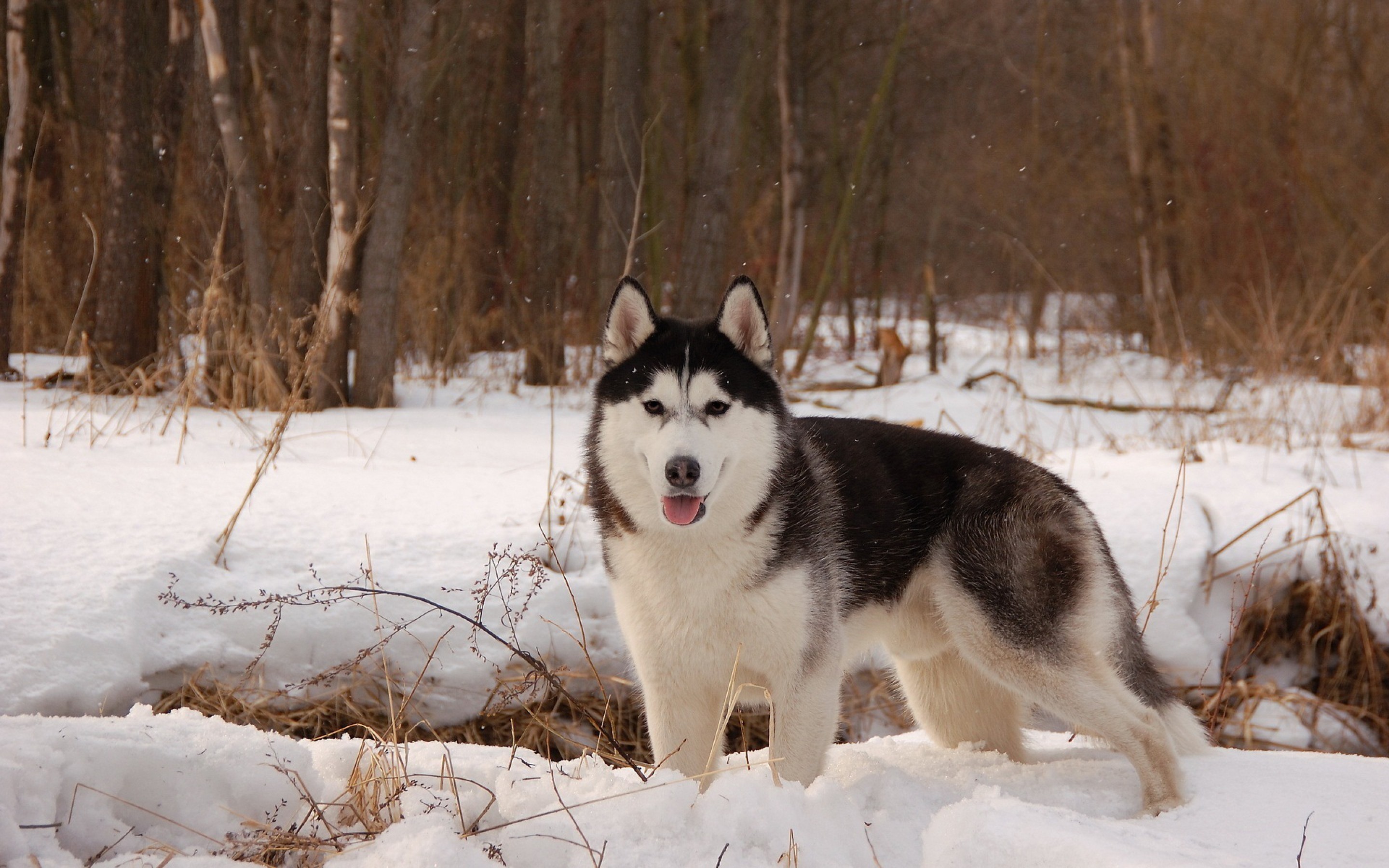 258637 скачать обои хаски, зима, собаки, собака, снег, животные - заставки и картинки бесплатно