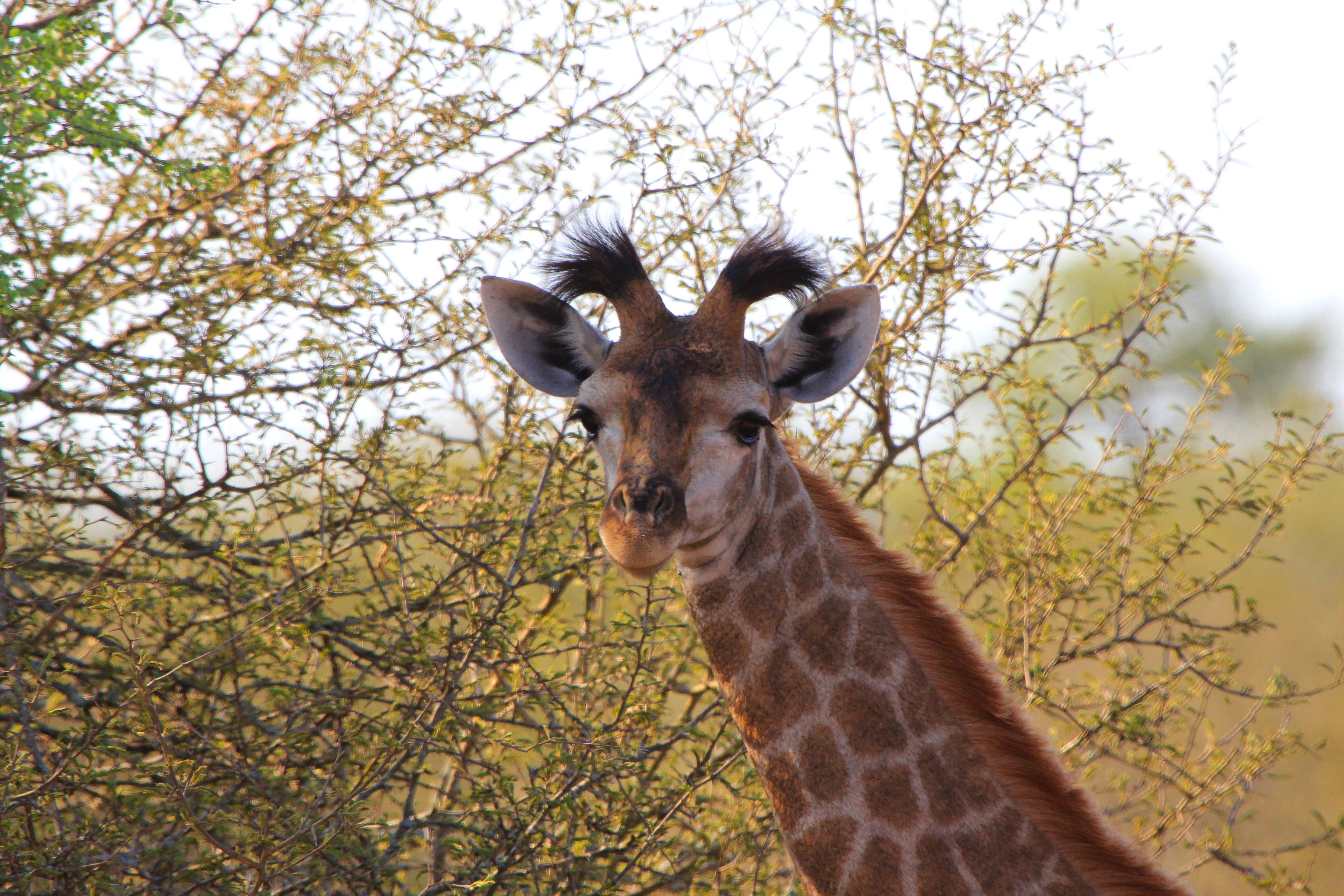 90647 Bildschirmschoner und Hintergrundbilder Giraffe auf Ihrem Telefon. Laden Sie tiere, ohren, fleckig, gefleckt Bilder kostenlos herunter