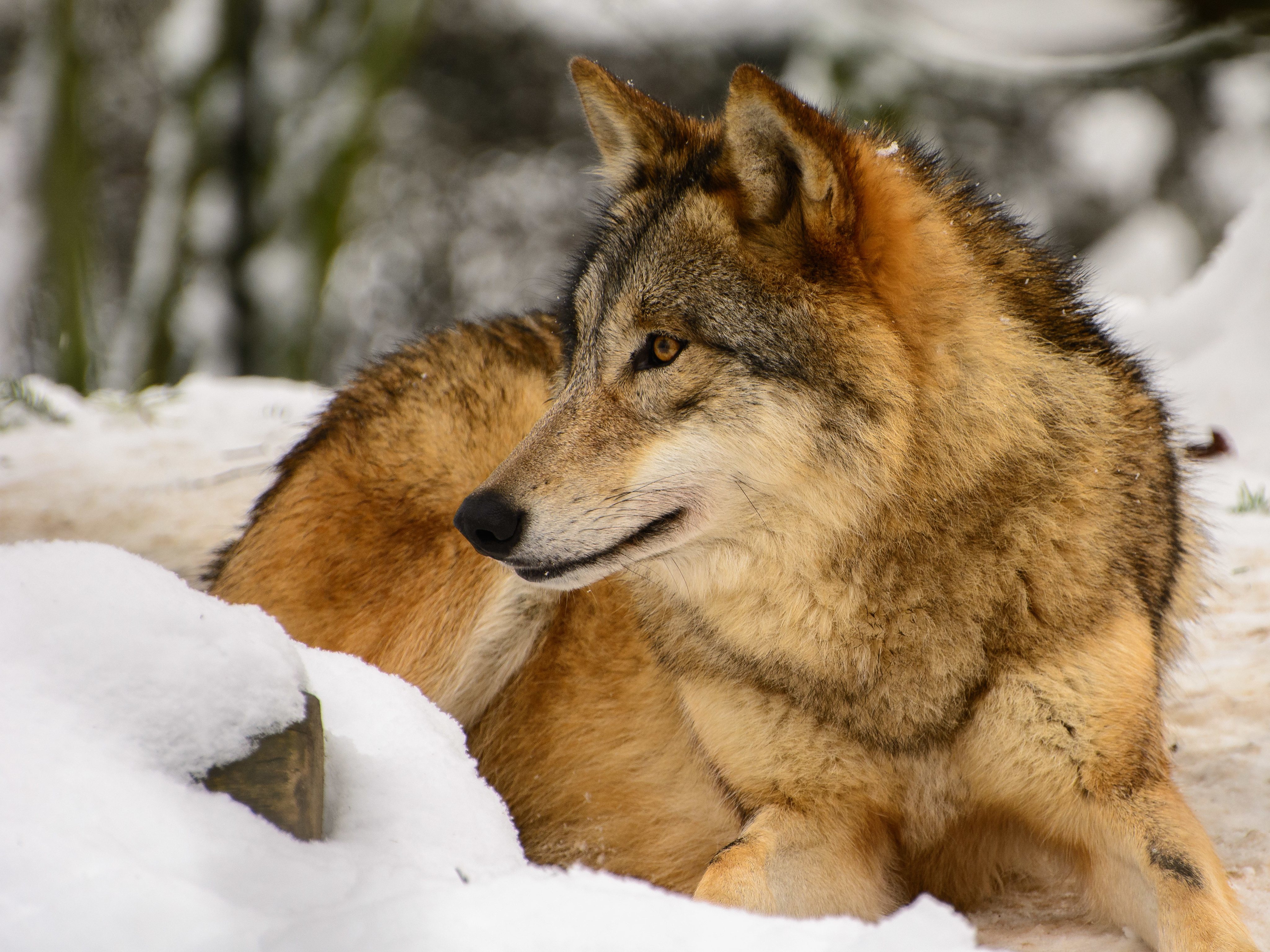 79290 descargar fondo de pantalla lobo, animales, depredador, perfil: protectores de pantalla e imágenes gratis