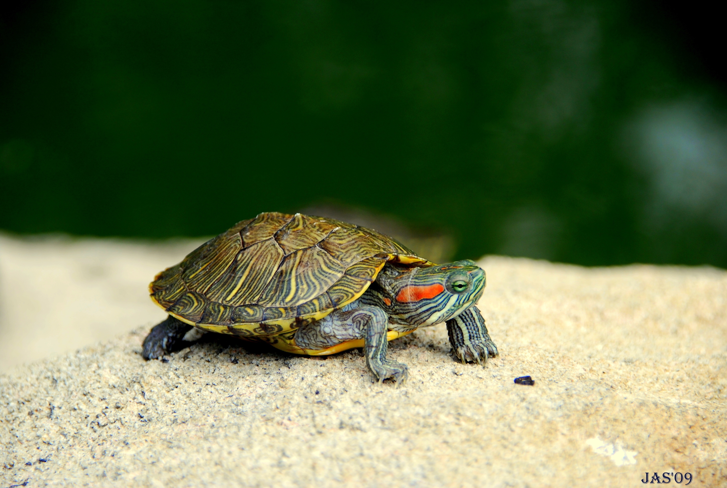 150622 download wallpaper animals, head, paws, carapace, shell, turtle screensavers and pictures for free