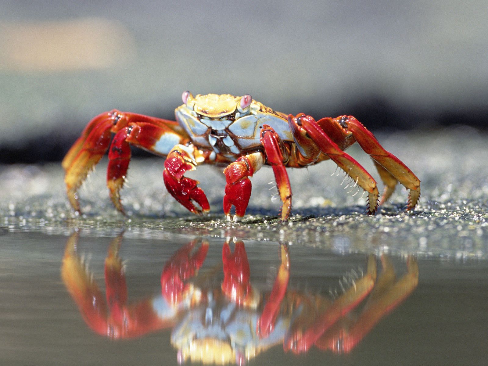 Laden Sie das Tiere, Wasser, Krabbe, Krallen, Claws-Bild kostenlos auf Ihren PC-Desktop herunter