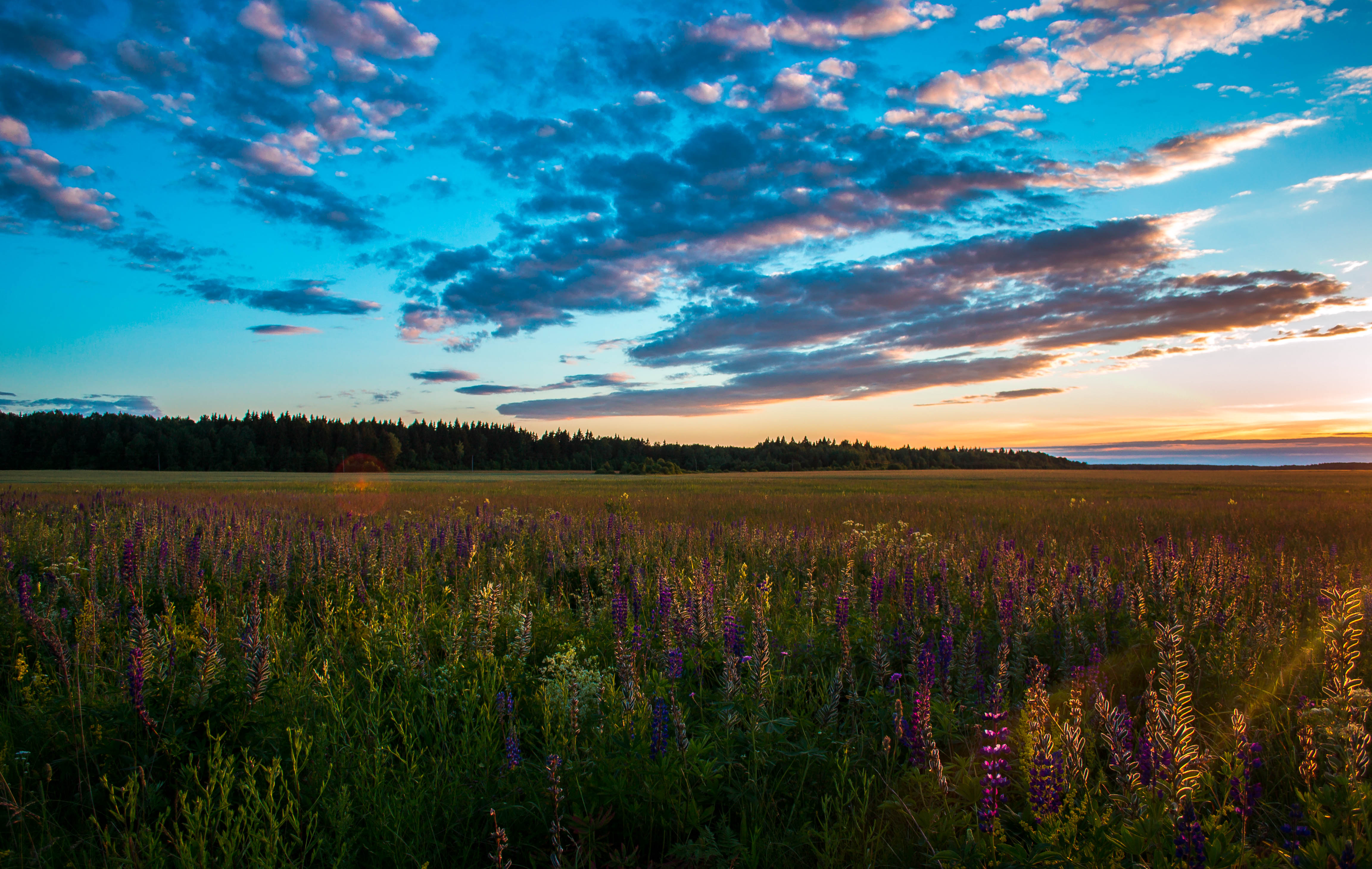 summer, nature, sunset, grass, sky, field HD wallpaper