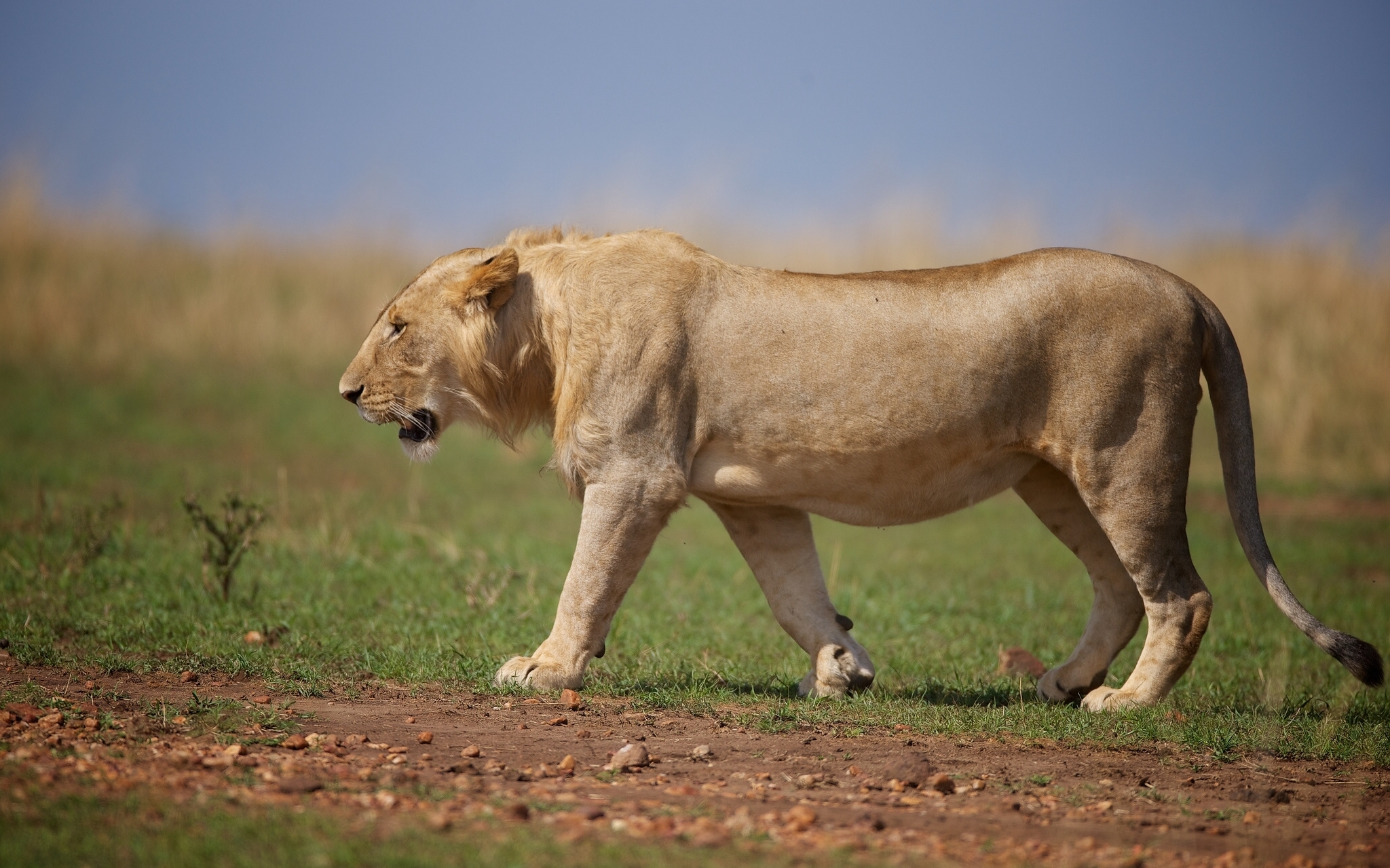 50761 免費下載壁紙 动物, 捕食者, 一只狮子, 狮子座, 野猫, 兽, 野兽 屏保和圖片