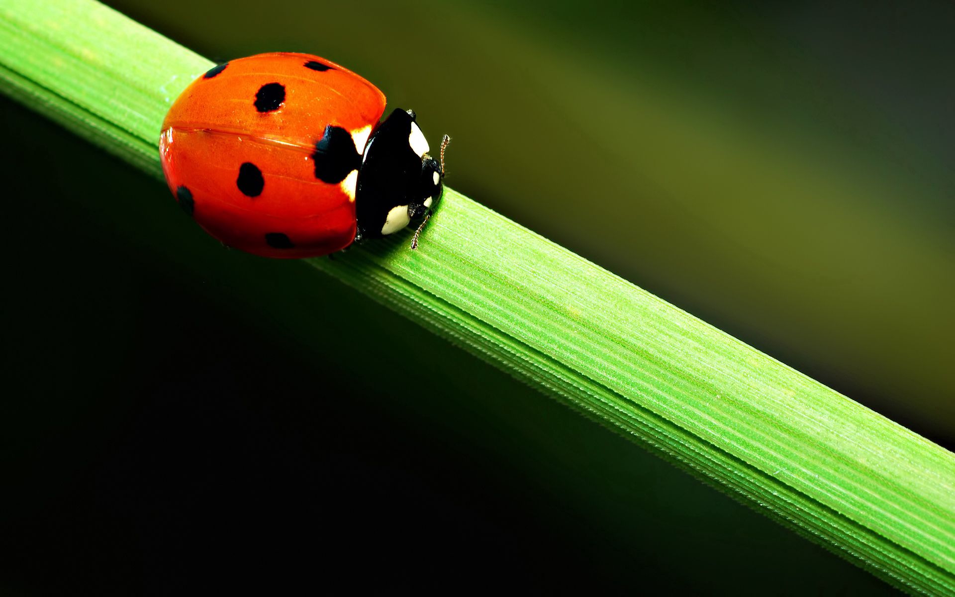 130566 Hintergrundbild herunterladen grass, marienkäfer, makro, flecken, spots, ladybird, kriechen - Bildschirmschoner und Bilder kostenlos