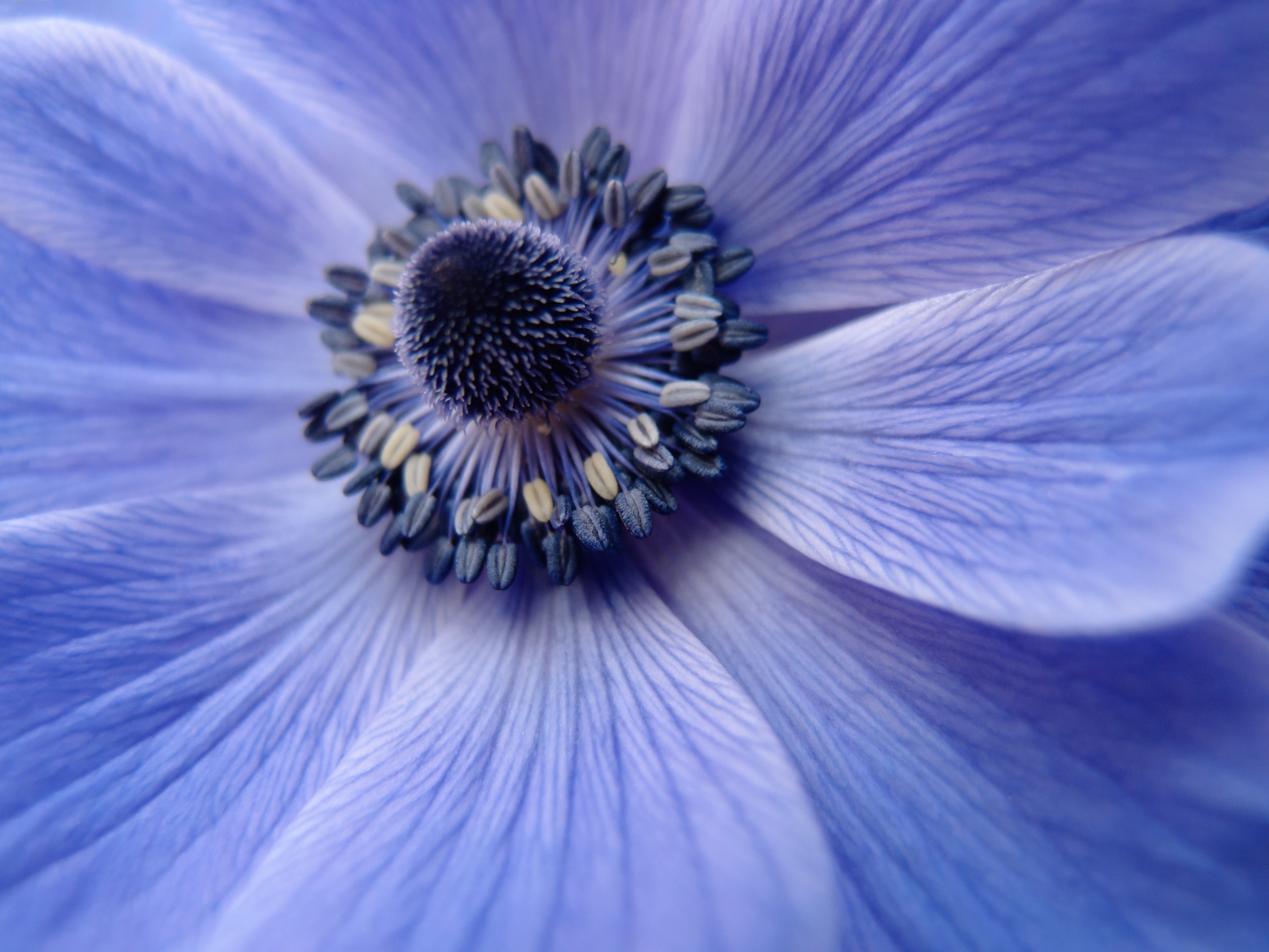Laden Sie das Nahaufnahme, Blume, Makro, Blütenblätter, Pollen-Bild kostenlos auf Ihren PC-Desktop herunter