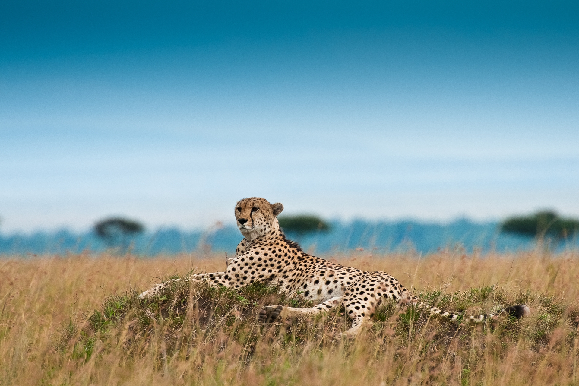 cheetah, animals, grass, leopard, big cat, relaxation, rest Phone Background