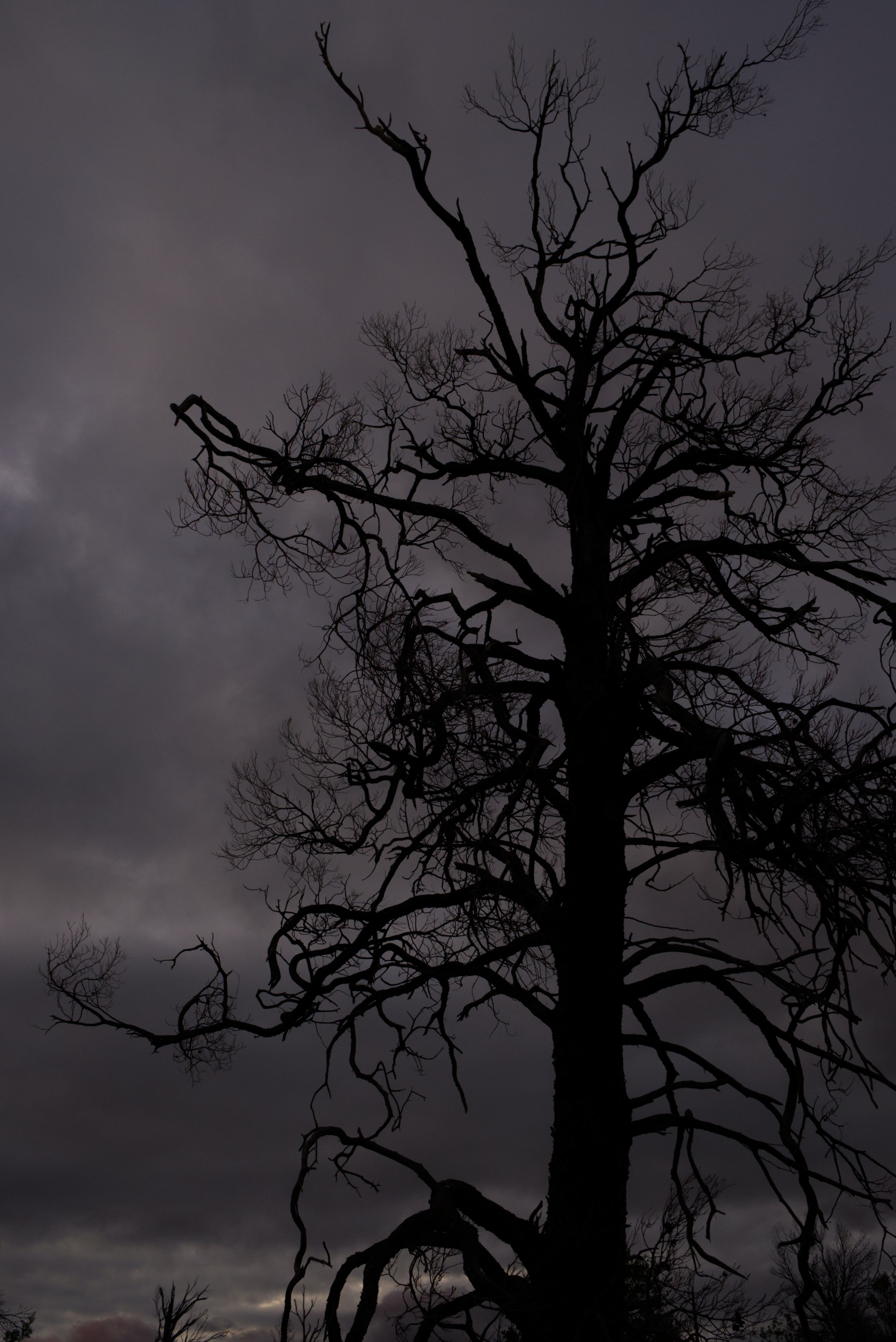 texture, sky, silhouette, wood, tree, textures, branches UHD