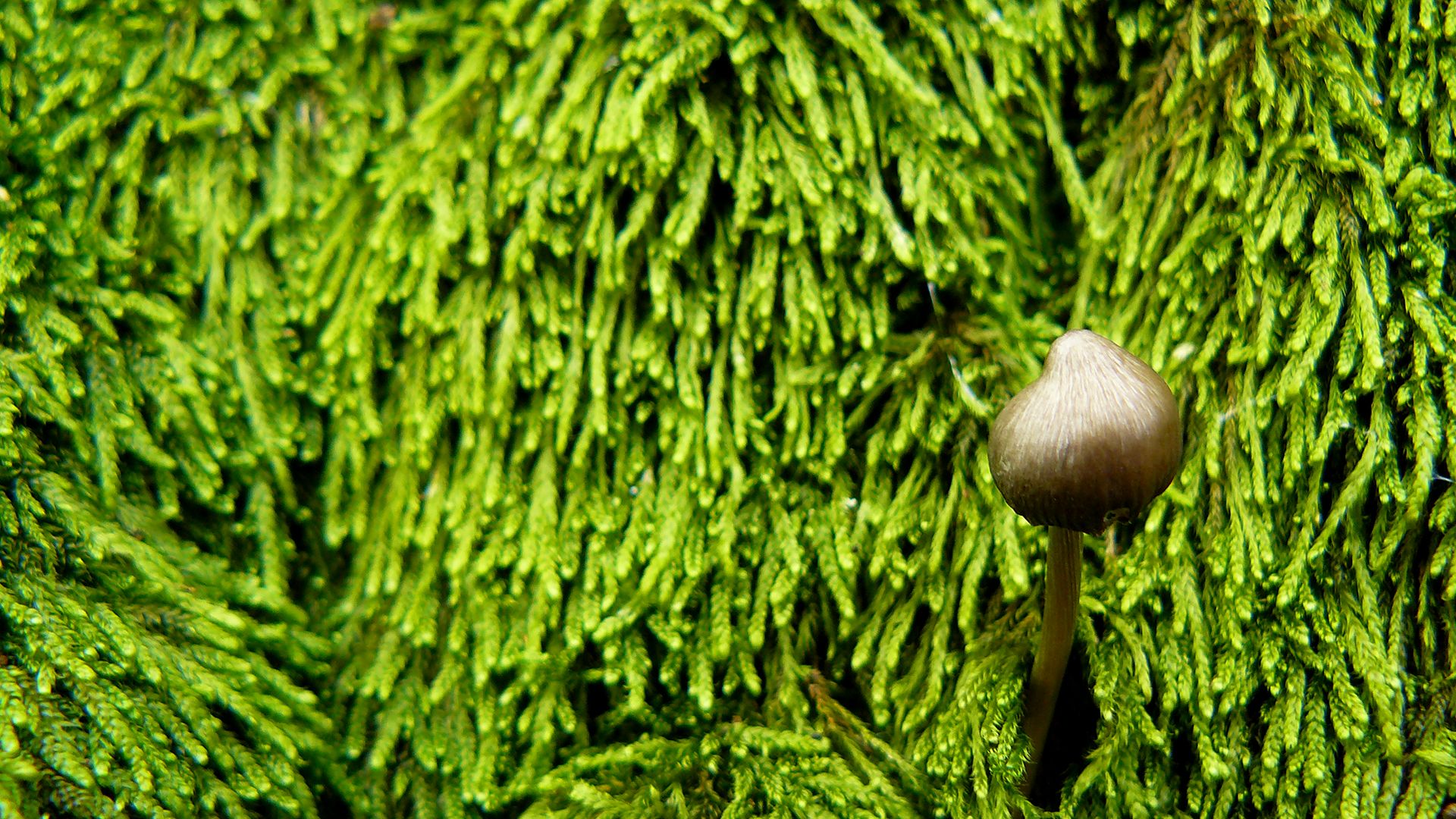 close up, earth, mushroom Phone Wallpaper