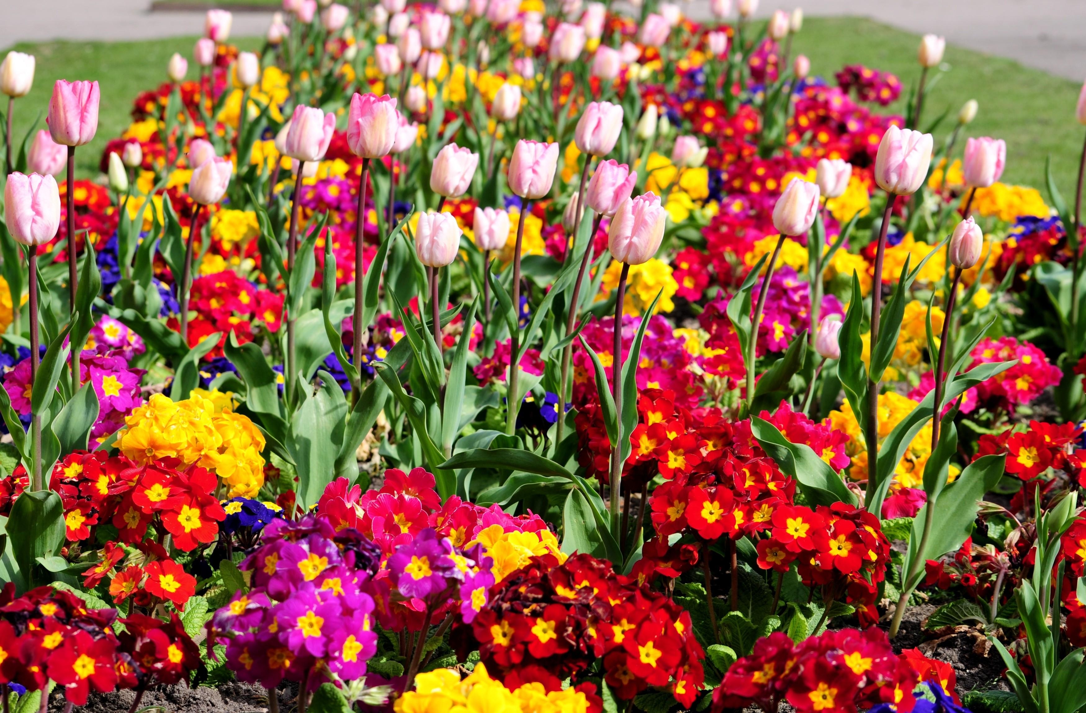 65993 économiseurs d'écran et fonds d'écran Parterre sur votre téléphone. Téléchargez fleurs, tulipes, printemps, légumes verts images gratuitement
