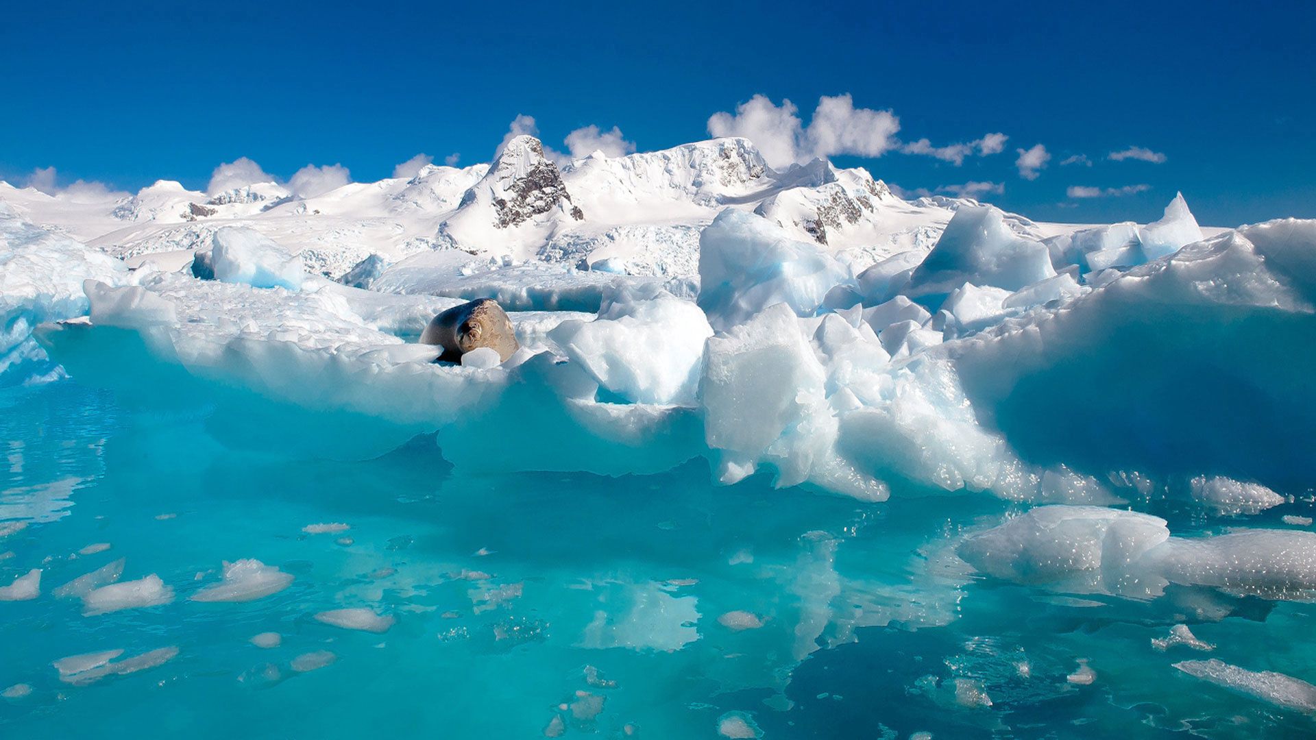 animals, ice, clouds, ice floes Windows Mobile Wallpaper