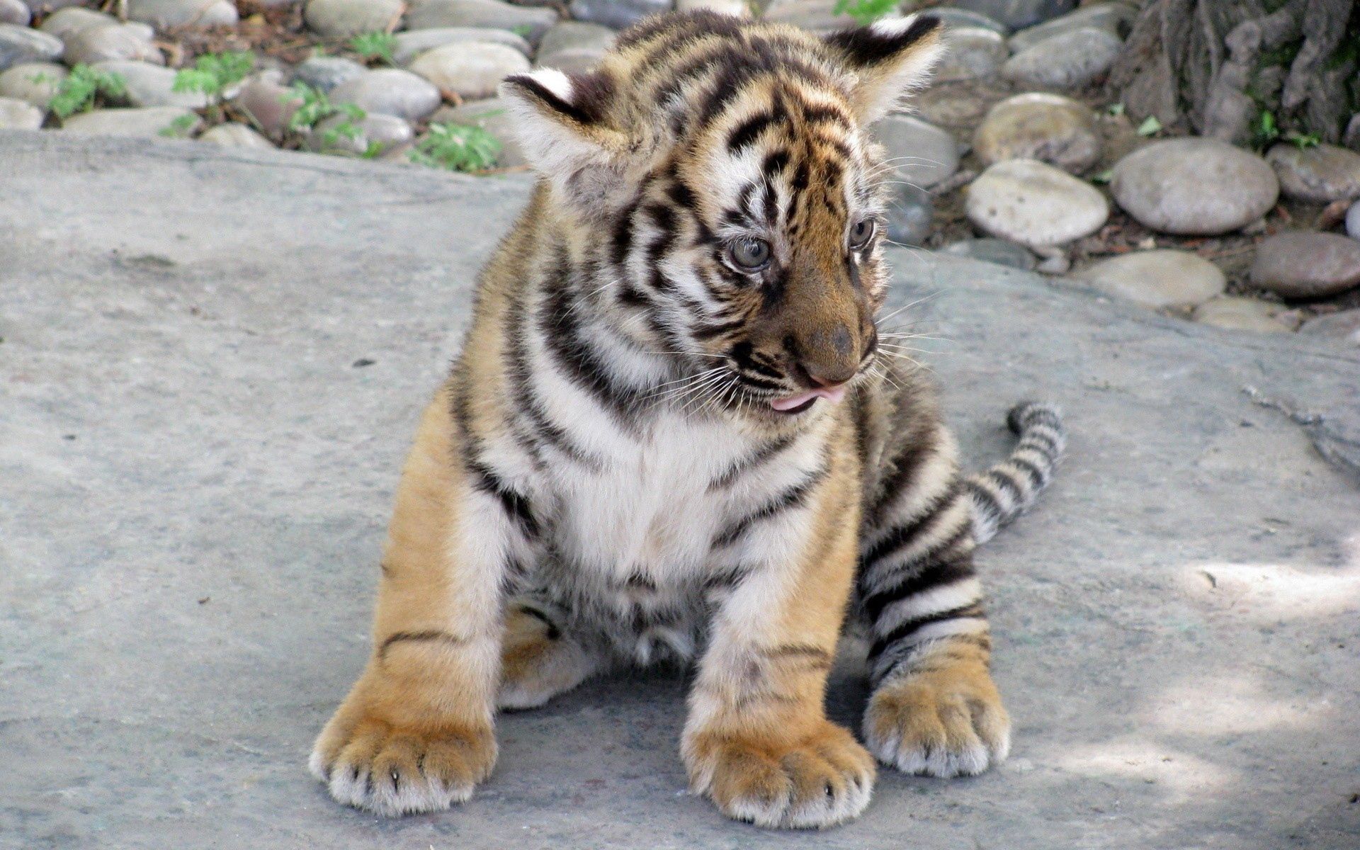 tiger cub, big cat, predator, animals, tiger Full HD