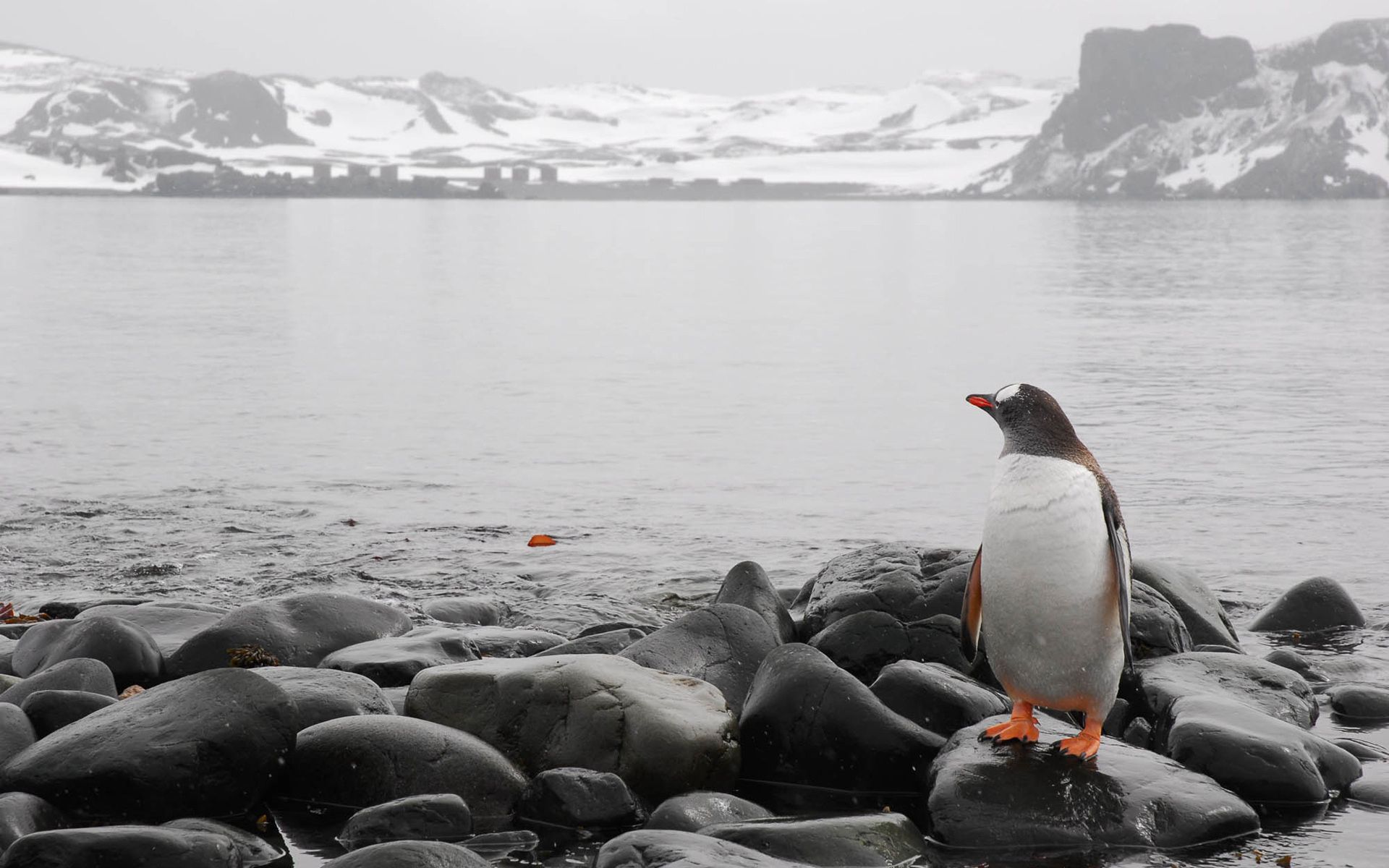109084 Bildschirmschoner und Hintergrundbilder Pinguin auf Ihrem Telefon. Laden Sie tiere, stones, sea, horizont, pinguin Bilder kostenlos herunter