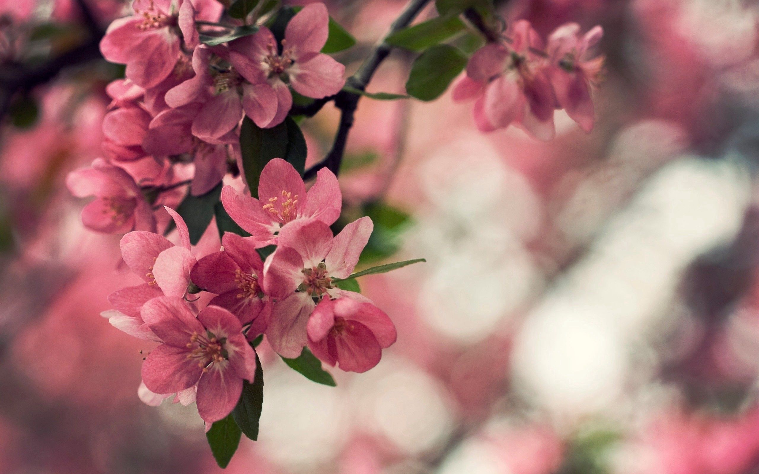 144485 descargar fondo de pantalla primavera, flores, arbusto, macro, madera, árbol, florecer, floración: protectores de pantalla e imágenes gratis
