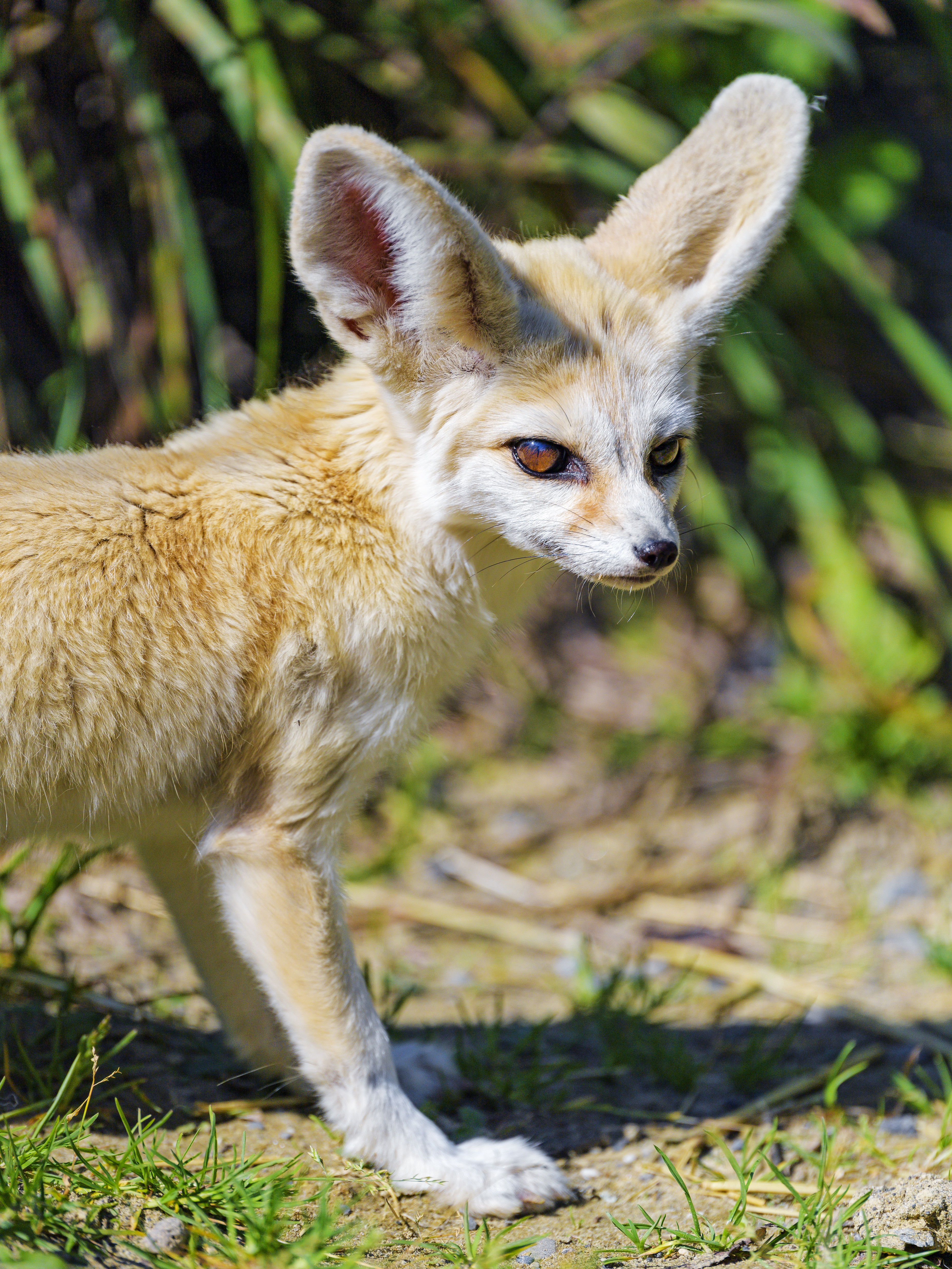 fenech, animals, fox, nice collection of HD images