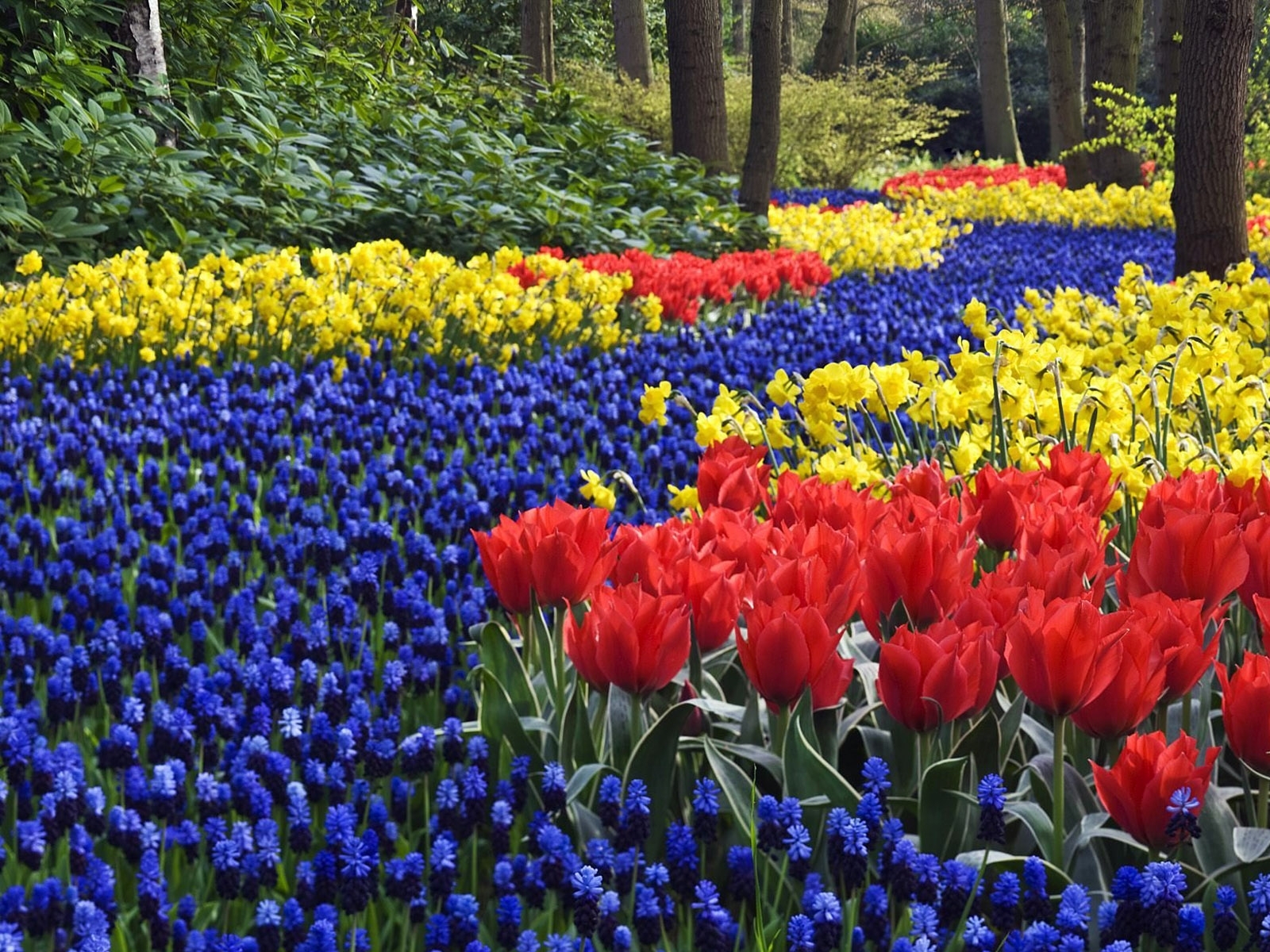 2887 Bild herunterladen blumen, pflanzen, landschaft, tulpen - Hintergrundbilder und Bildschirmschoner kostenlos