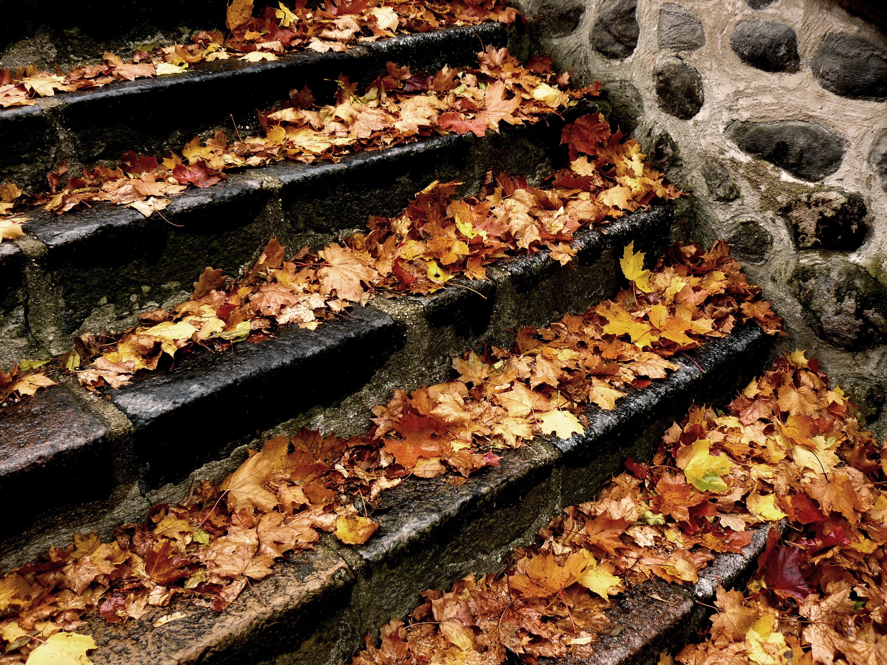 steps, photography, fall Smartphone Background