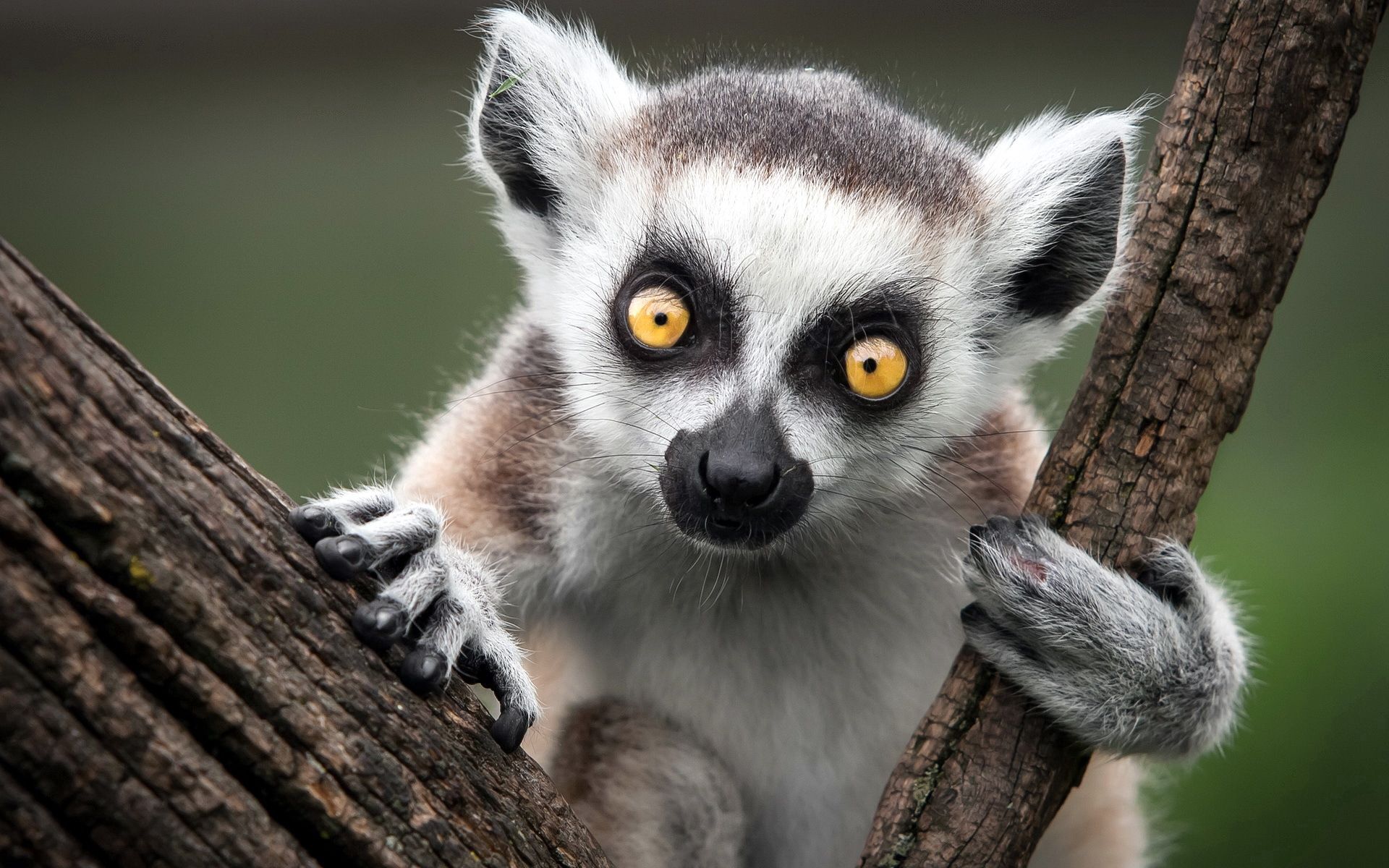 155702 free wallpaper 1080x2400 for phone, download images animals, ring-tailed lemur, monkey, nature 1080x2400 for mobile