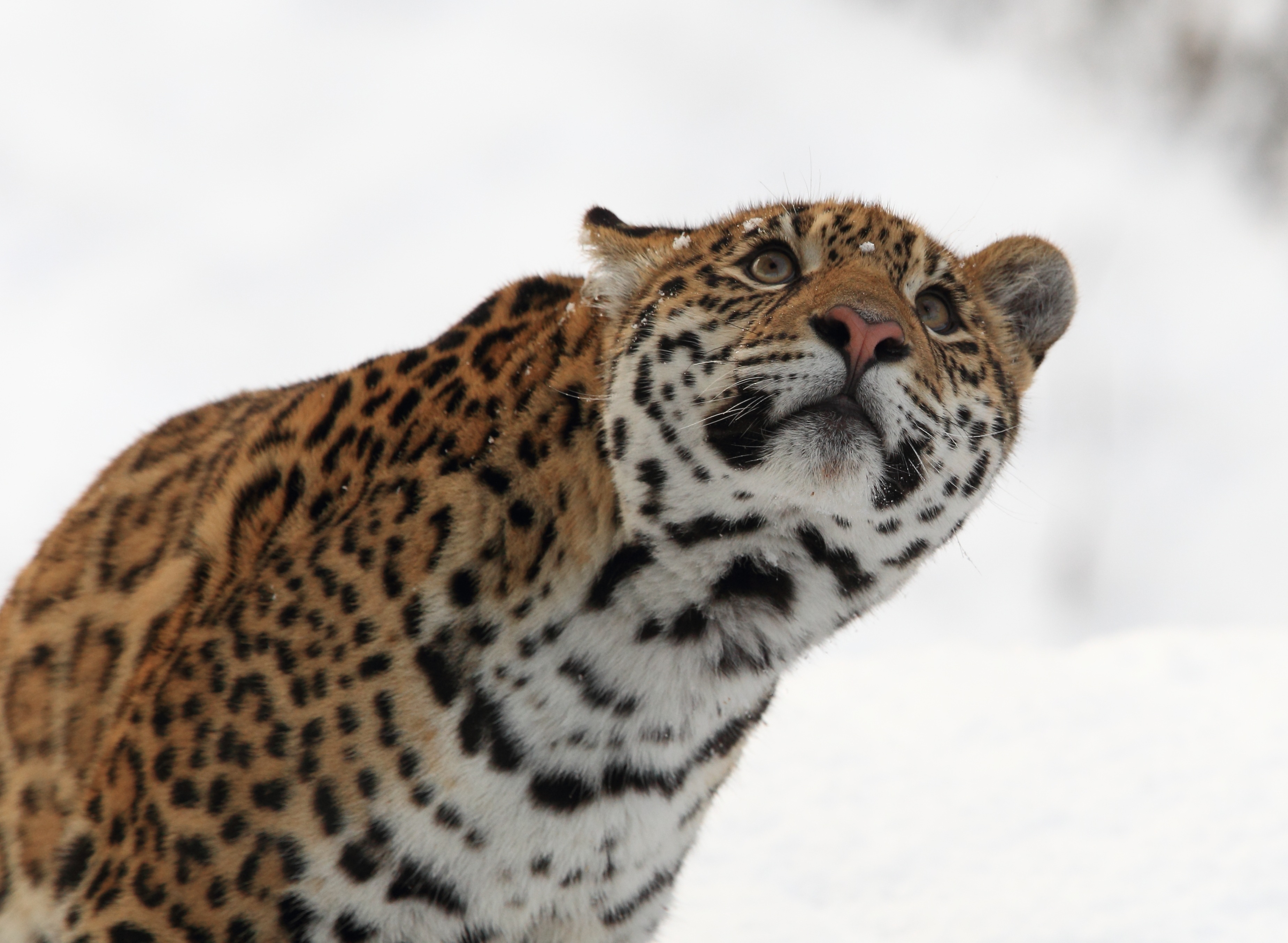 jaguar, animals, predator Big Cat Tablet Wallpapers