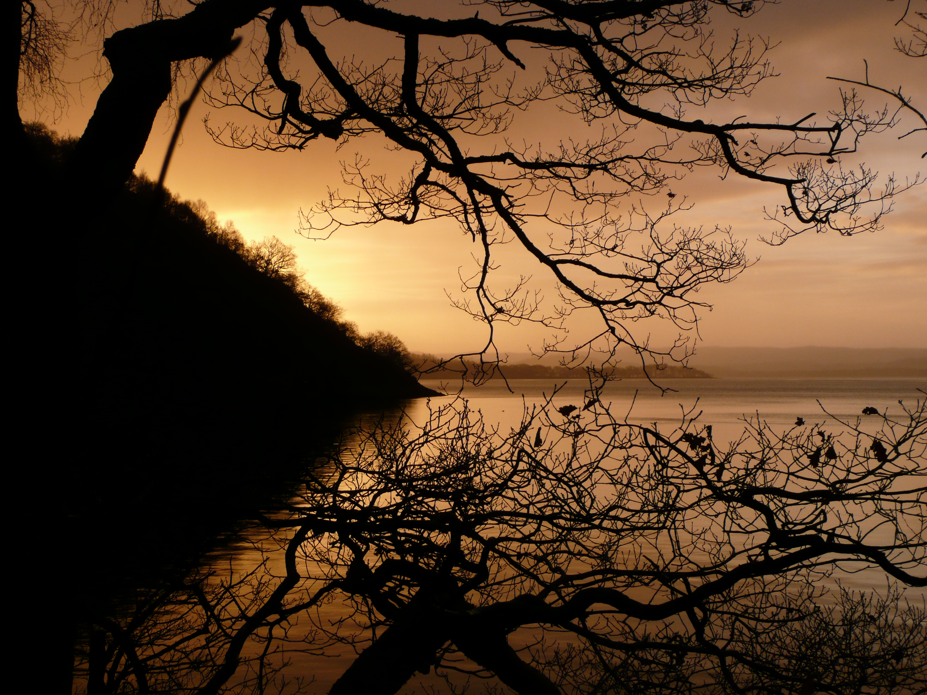 twilight, nature, lake, dark, wood, tree, branches, dusk phone wallpaper