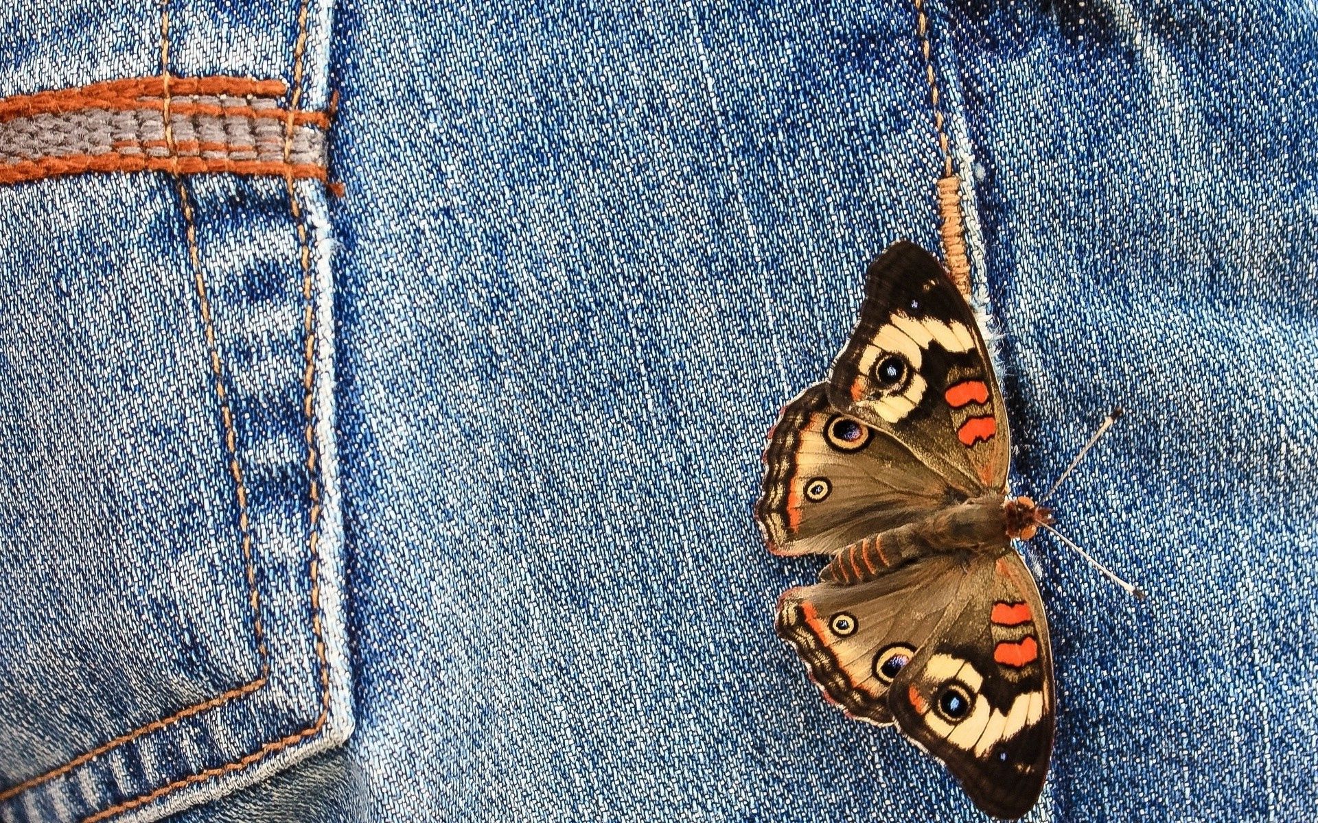 Laden Sie das Makro, Schmetterling, Flügel, Jeans-Bild kostenlos auf Ihren PC-Desktop herunter