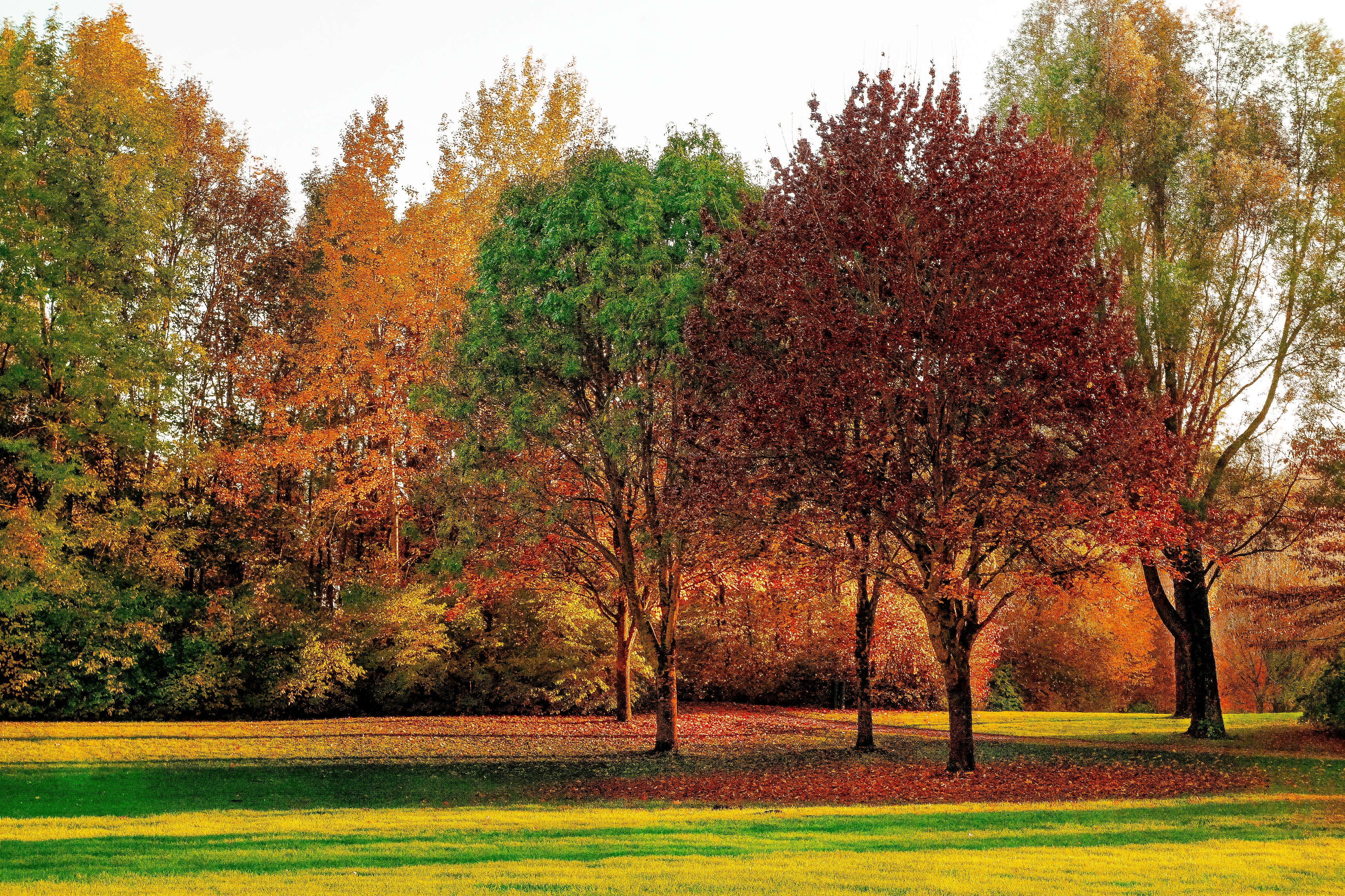 autumn, park, foliage, nature, trees images