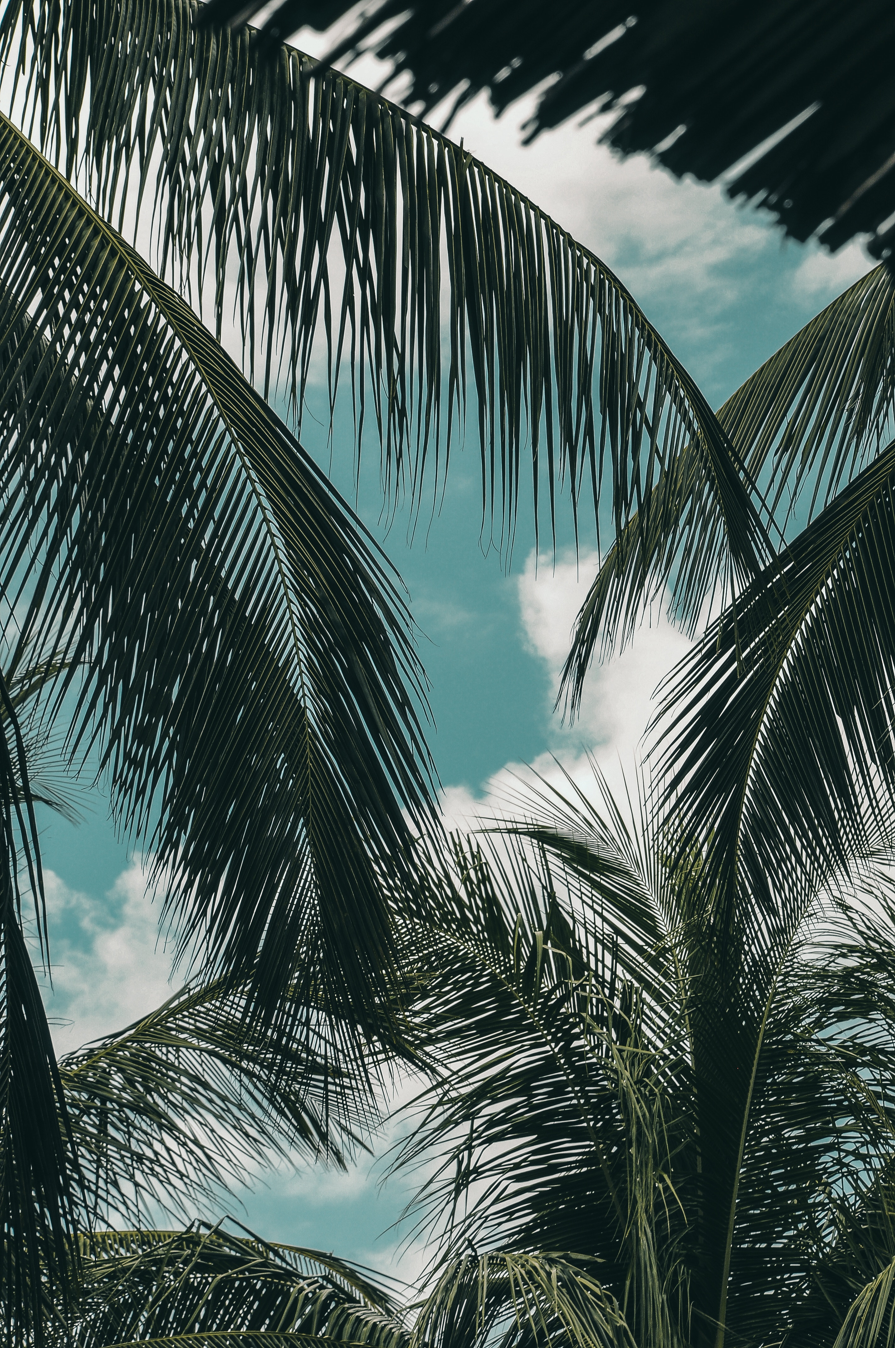 50569 Hintergrundbild herunterladen natur, sky, clouds, grün, palme, palm, geäst, zweige, tropen - Bildschirmschoner und Bilder kostenlos