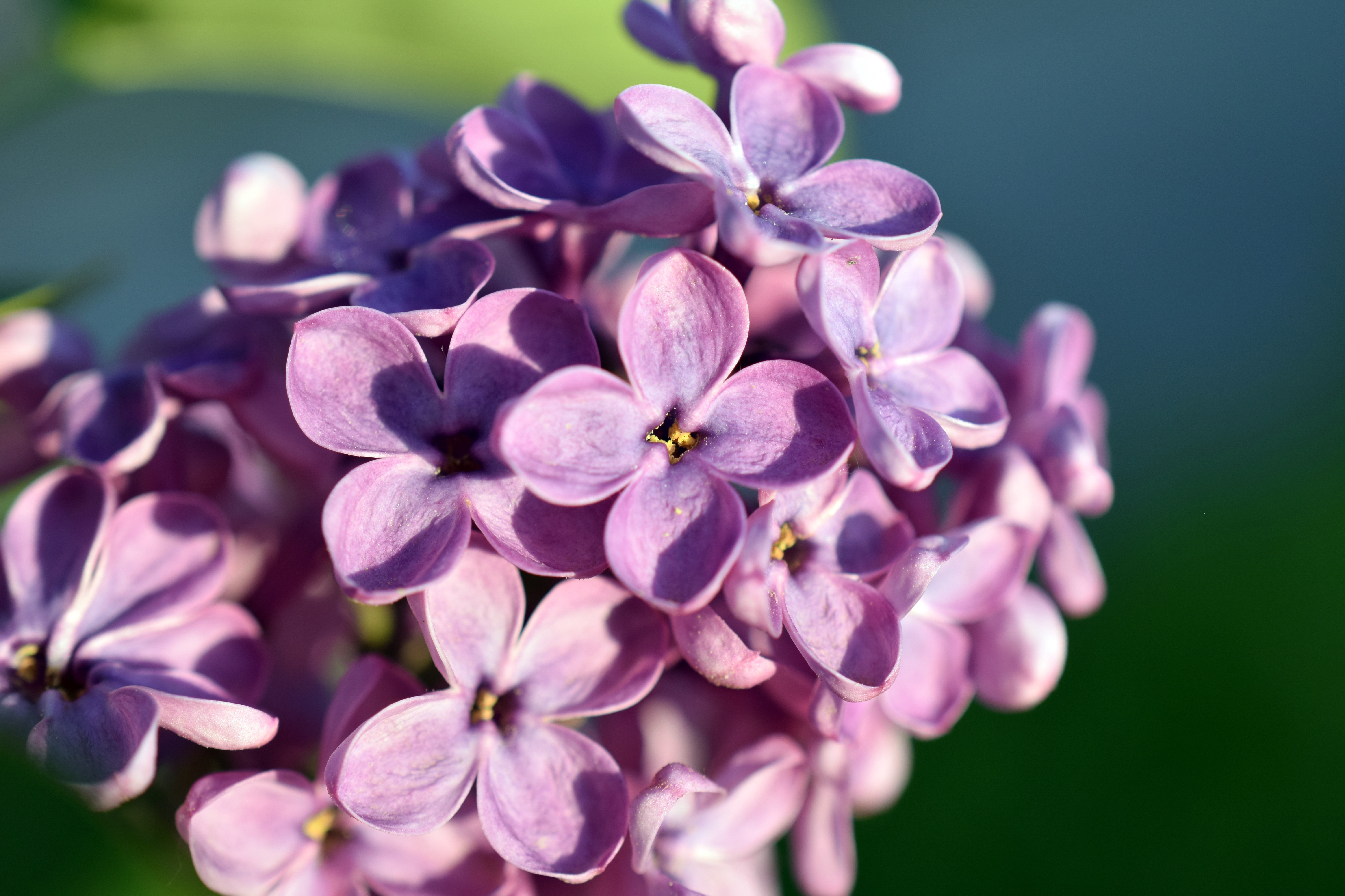 Laden Sie das Blumen, Lilac, Makro, Blütenblätter-Bild kostenlos auf Ihren PC-Desktop herunter