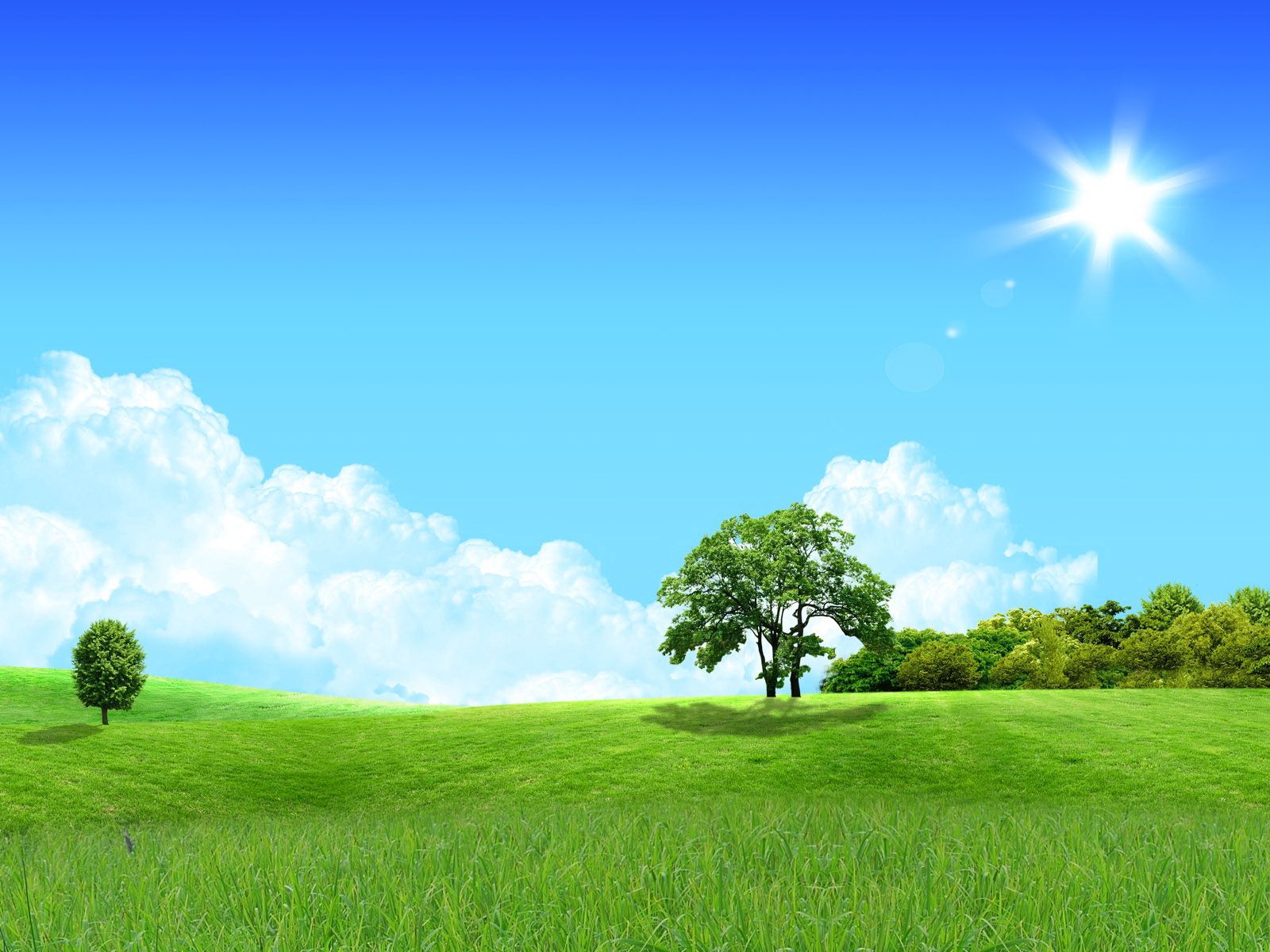 sun, nature, day, trees, meadow